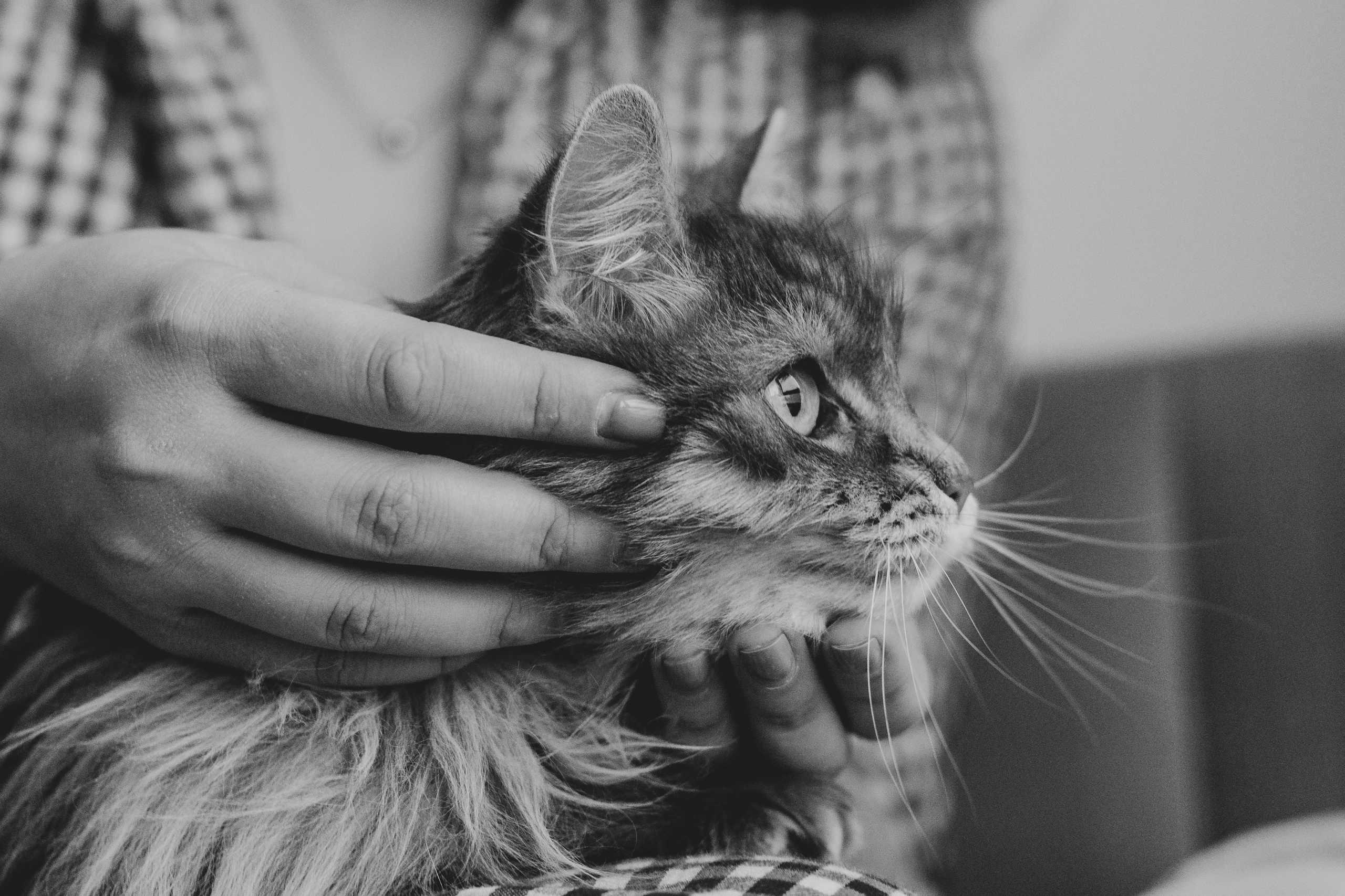 Vika & Kot. Natalia Finch Photography — Family, Kids & Pet Photographer in Chicago, IL