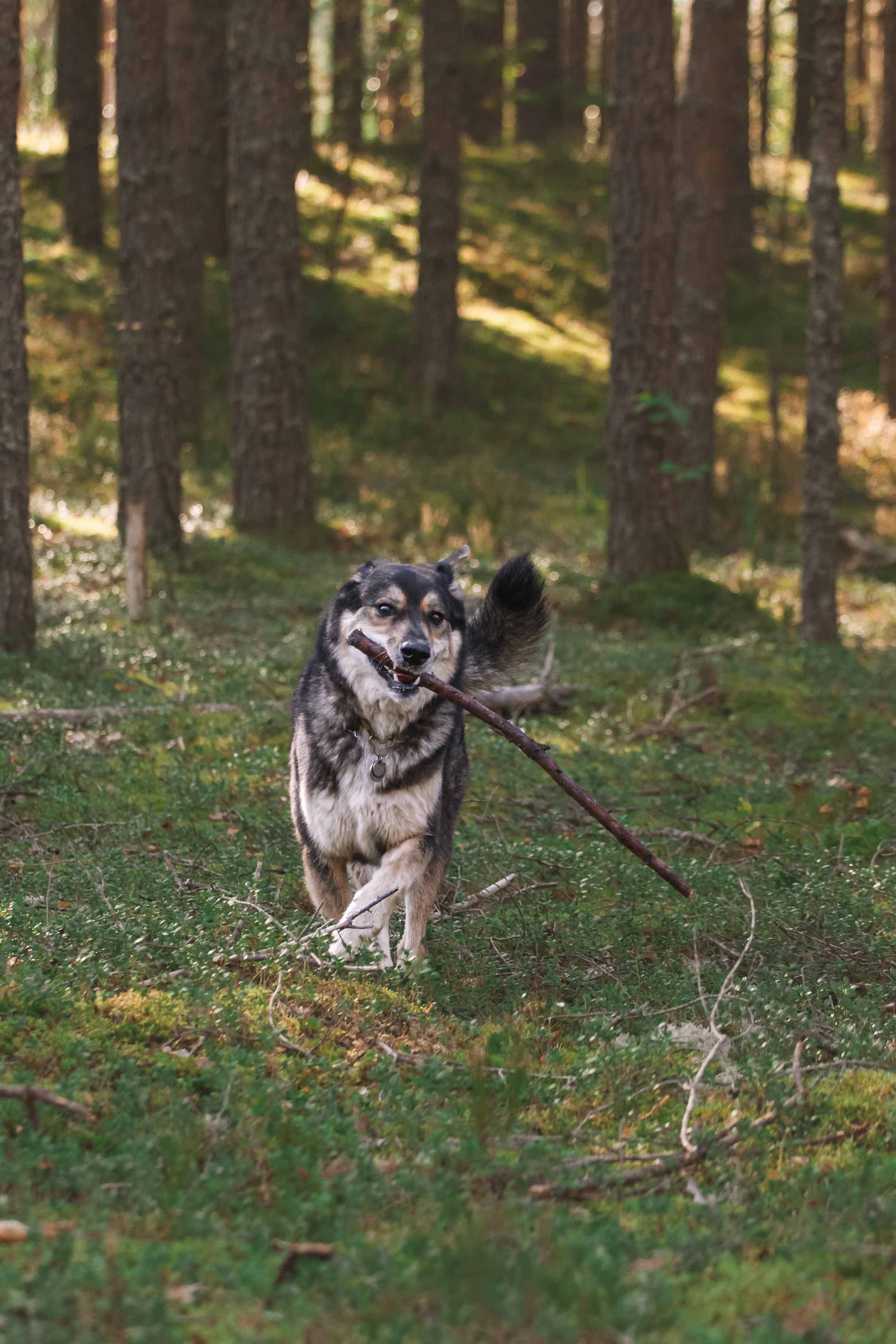 Фотопрогулка в Ленобласти. Фотограф-анималист Татьяна Степанова