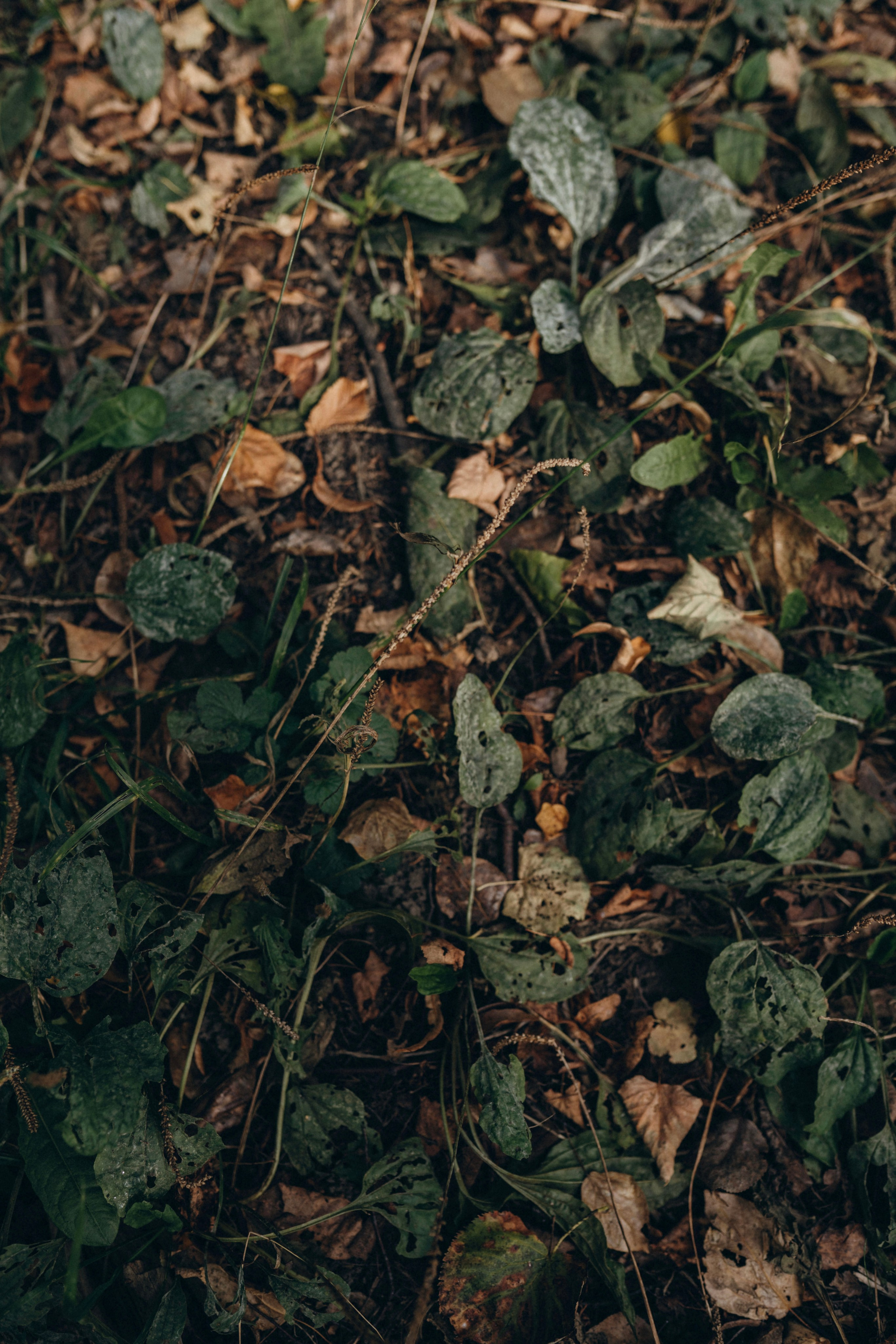 Фотосессия Анастасия + Сергей = Вероника <З. Семейный фотограф в Рязани и Москве Victoria_Kros