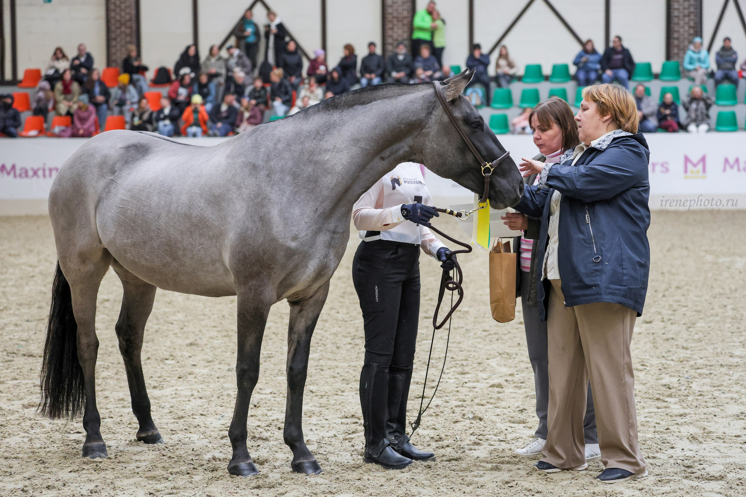 Конная Россия 2024. Irenephoto.ru