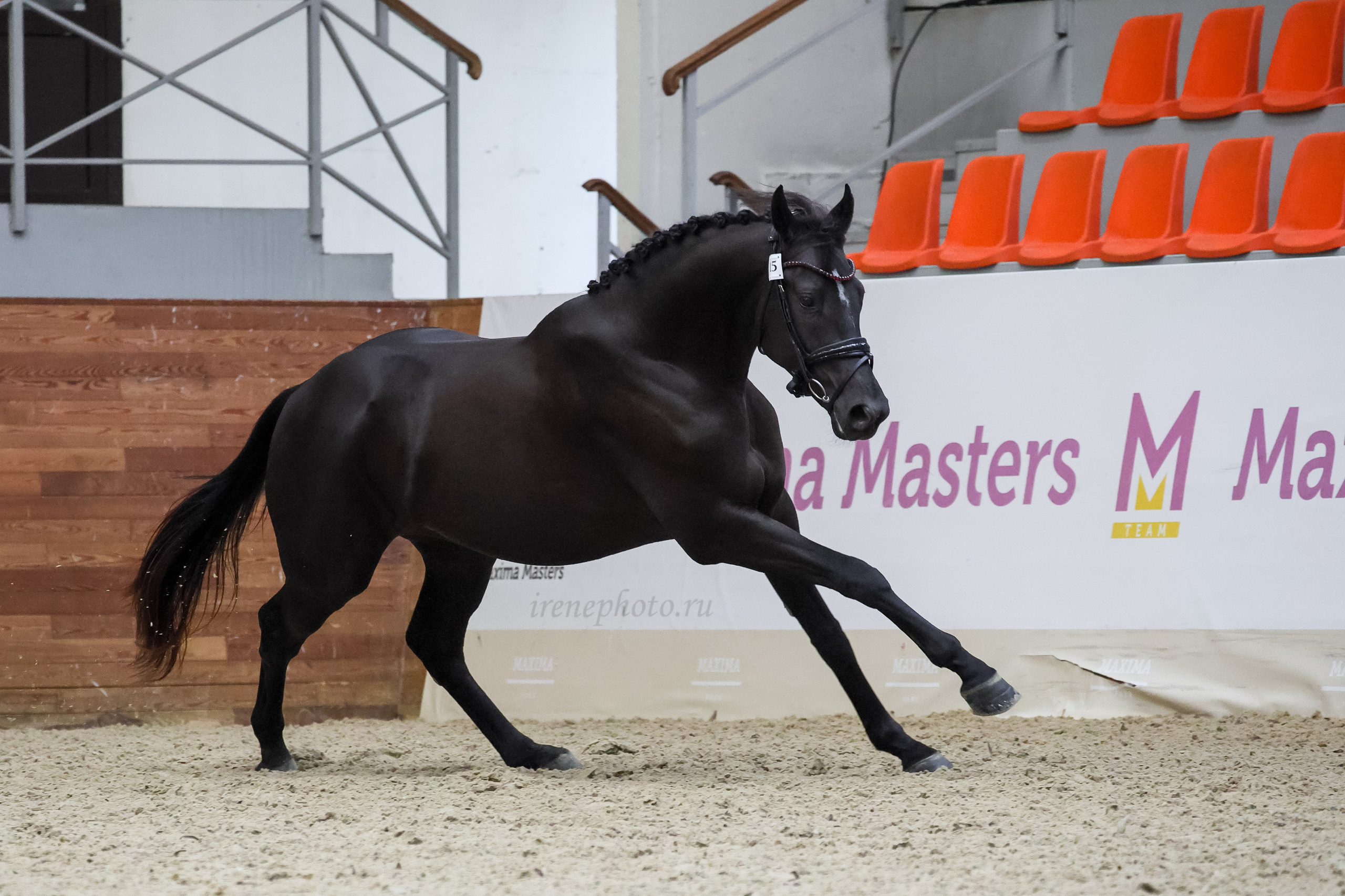 Конная Россия 2024. Irenephoto.ru
