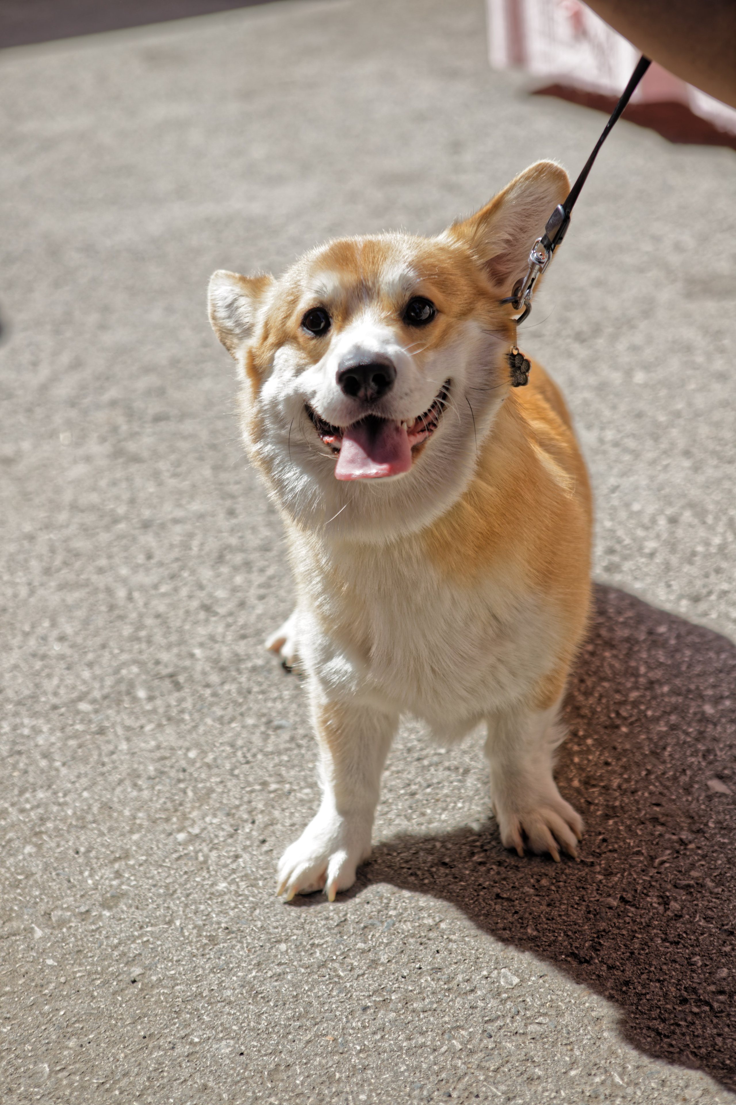 Вечеринка для собак Oh my dog 20.07.2025. Репортажный и спортивный фотограф в г. Пермь Зильберг Павел