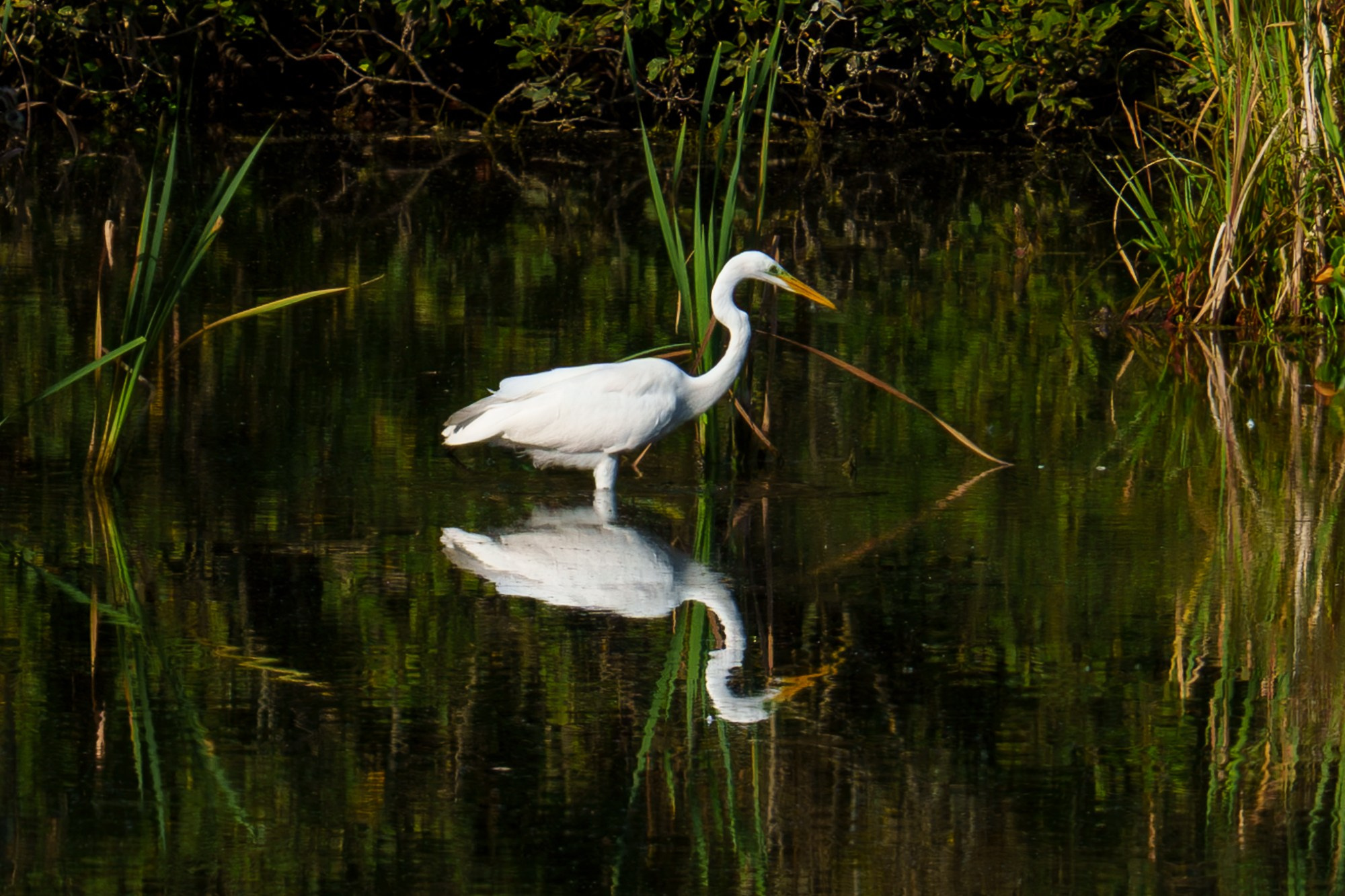 Удивительные мир птиц. Вокруг нас столько прекрасного — присмотритесь!. Ваш личный фотограф Марина Волкова