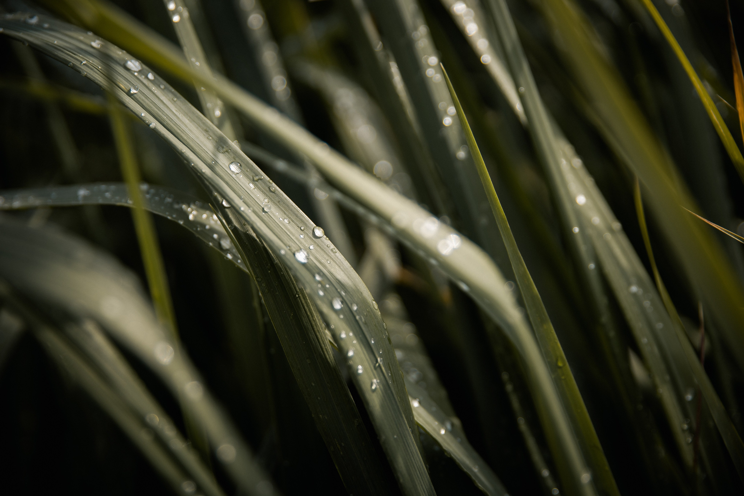 Эдуард и Алина. Свадебный, репортажный фотограф в Тюмени Сергей Тапилин