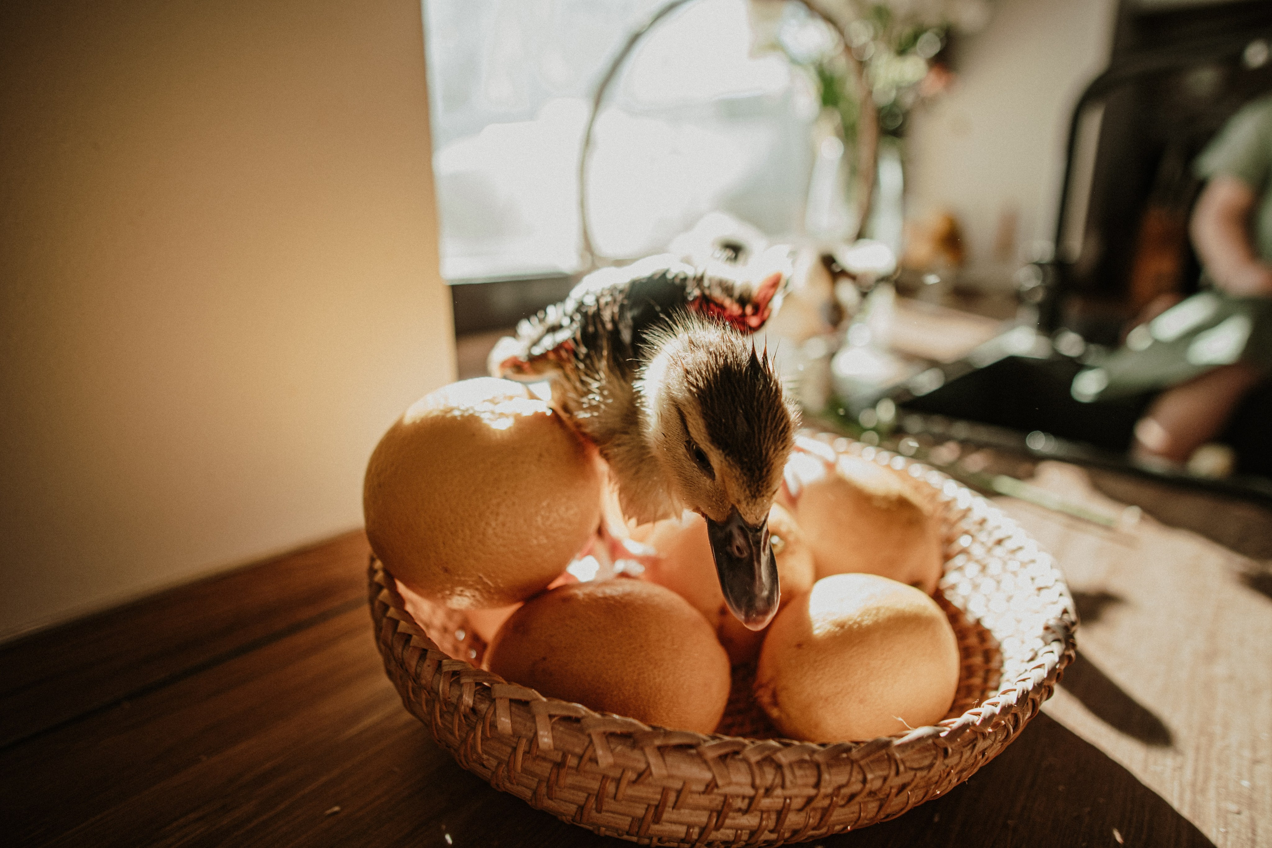 Утята. Свадебный фотограф Челябинск