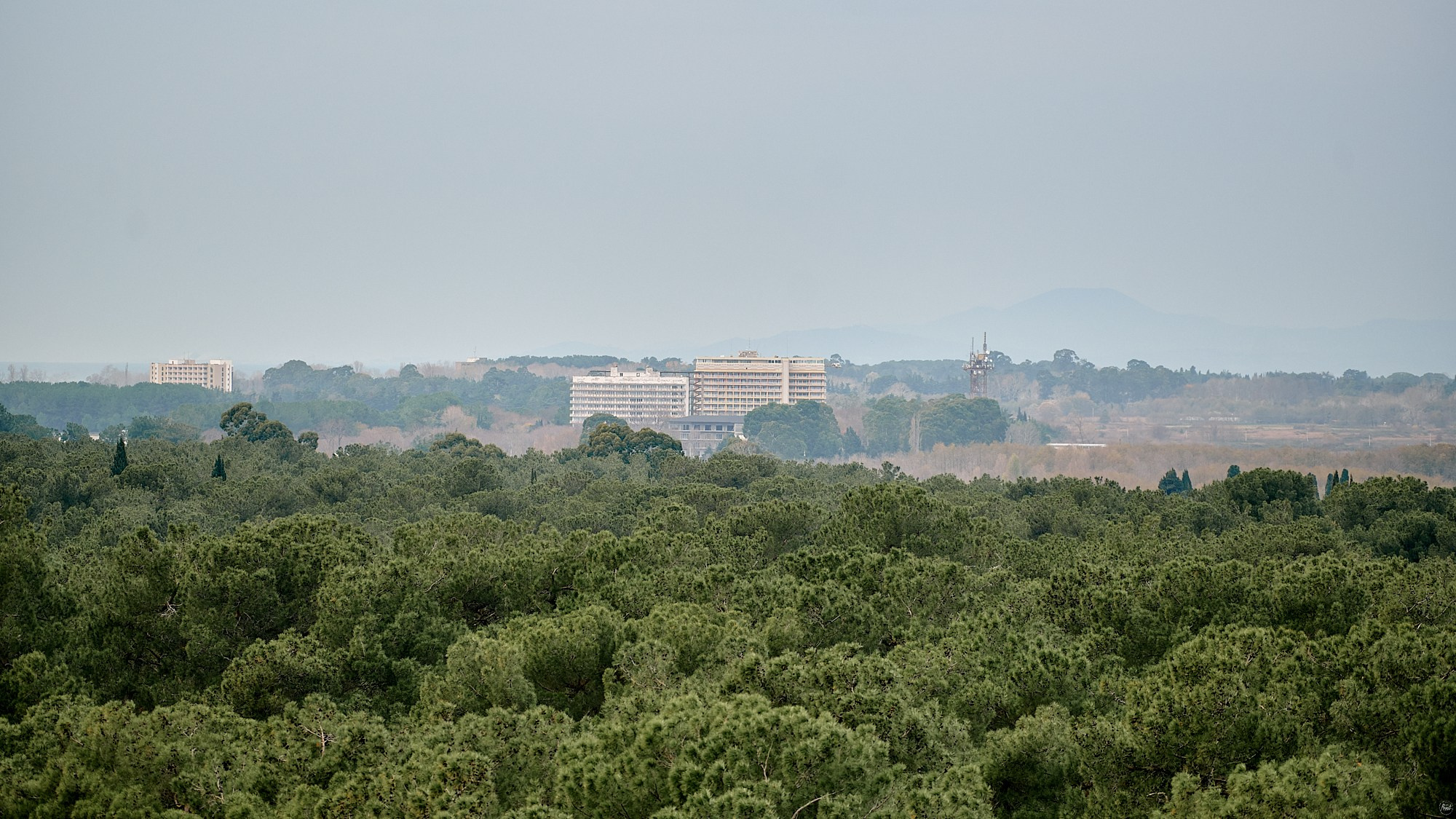 Пицунда, Абхазия. Декабрь 2024. Фотографии отовсюду и обо всем
