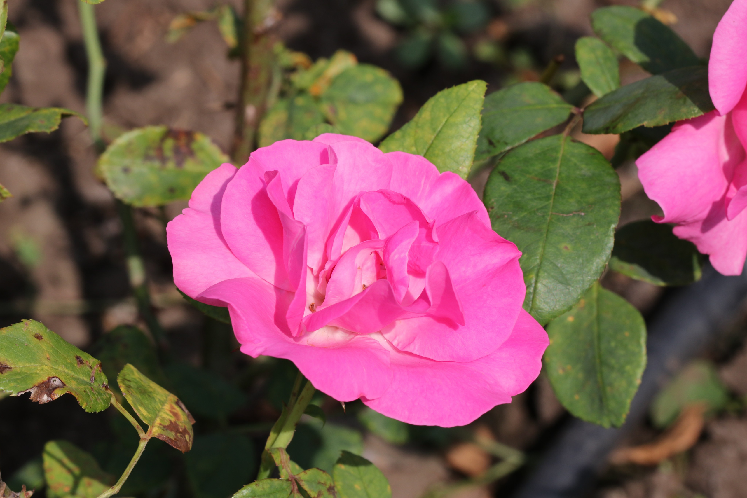 Долина роз в Кисловодске. Фото-художник и Репортажный фотограф Николаев Александр Алексеевич