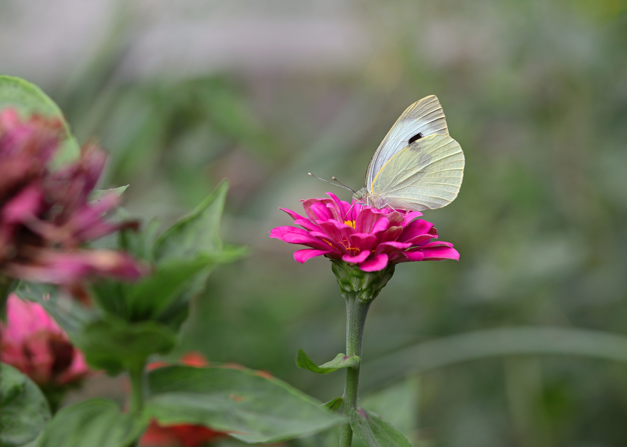 МАГАЗИН и его витрина. Фото-художник и Репортажный фотограф Николаев Александр Алексеевич