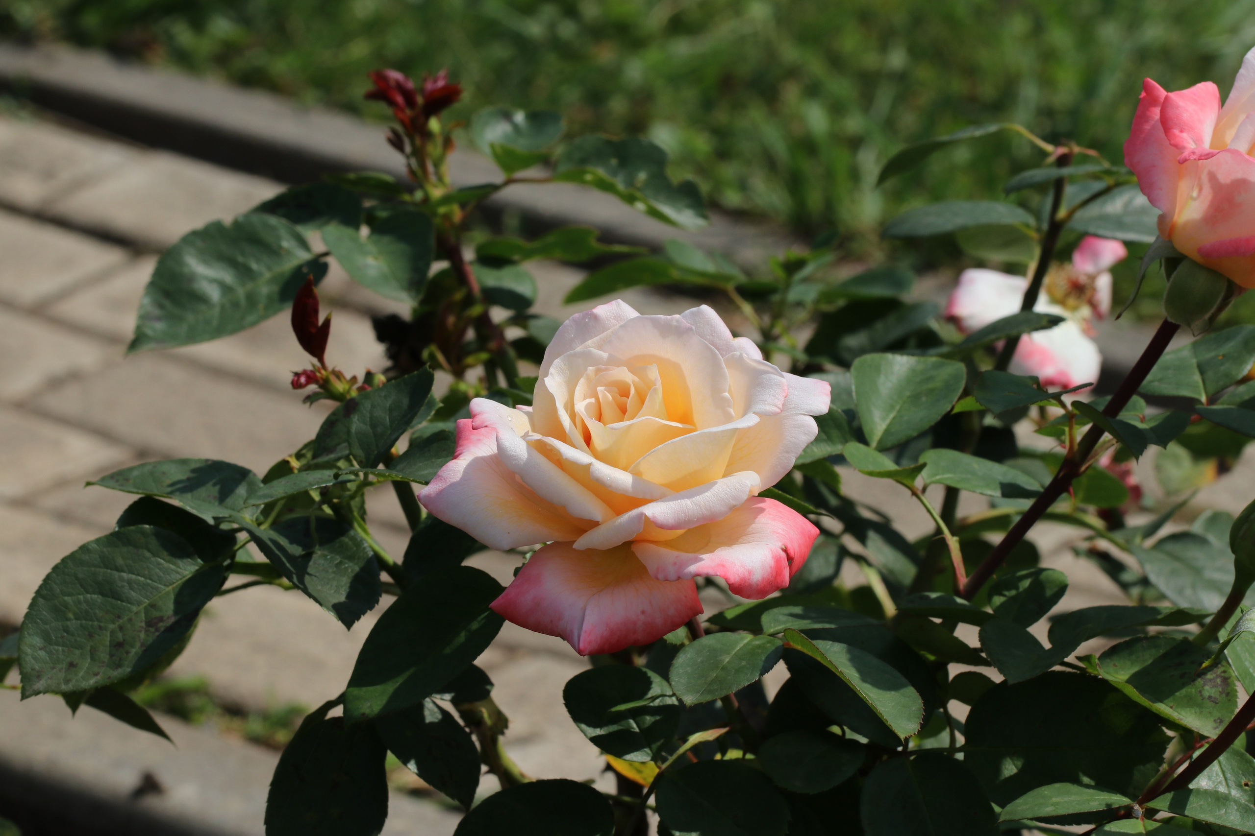Долина роз в Кисловодске. Фото-художник и Репортажный фотограф Николаев Александр Алексеевич