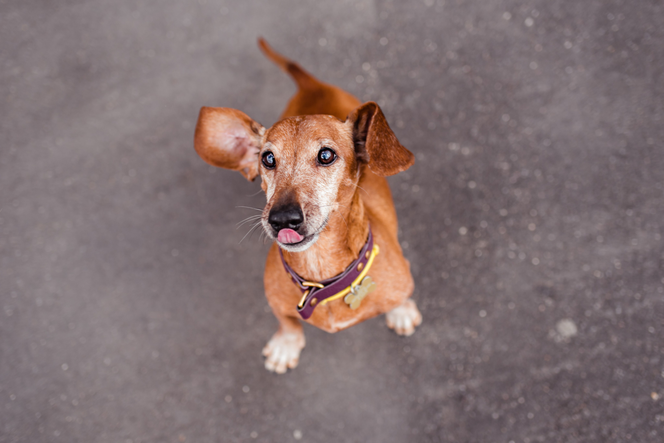 Таксы на Красной площади. Семейный Фотограф в Москве Ирина Хохлова
