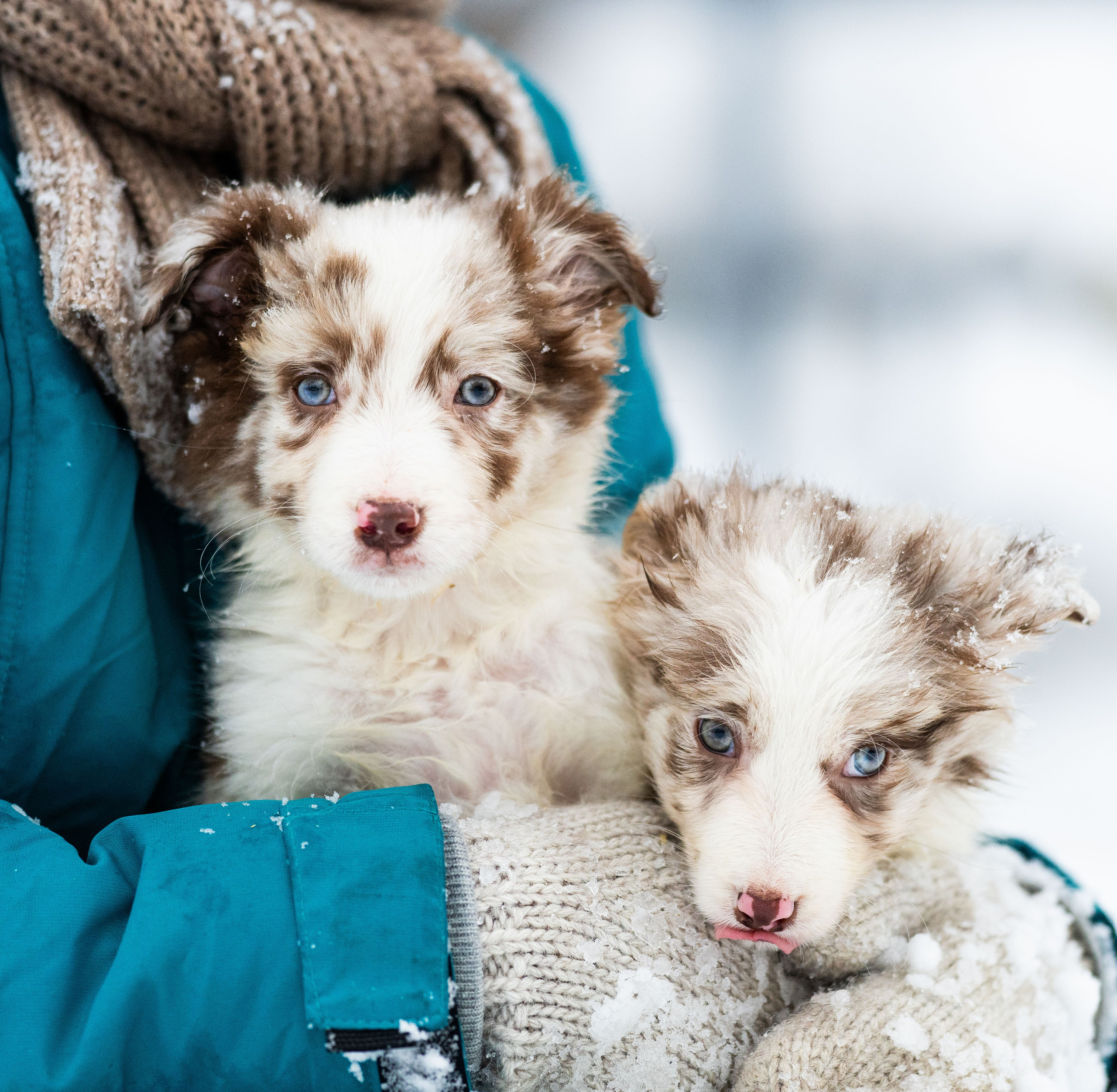 Фритсвит. Семейный фотограф Ефремова Виктория