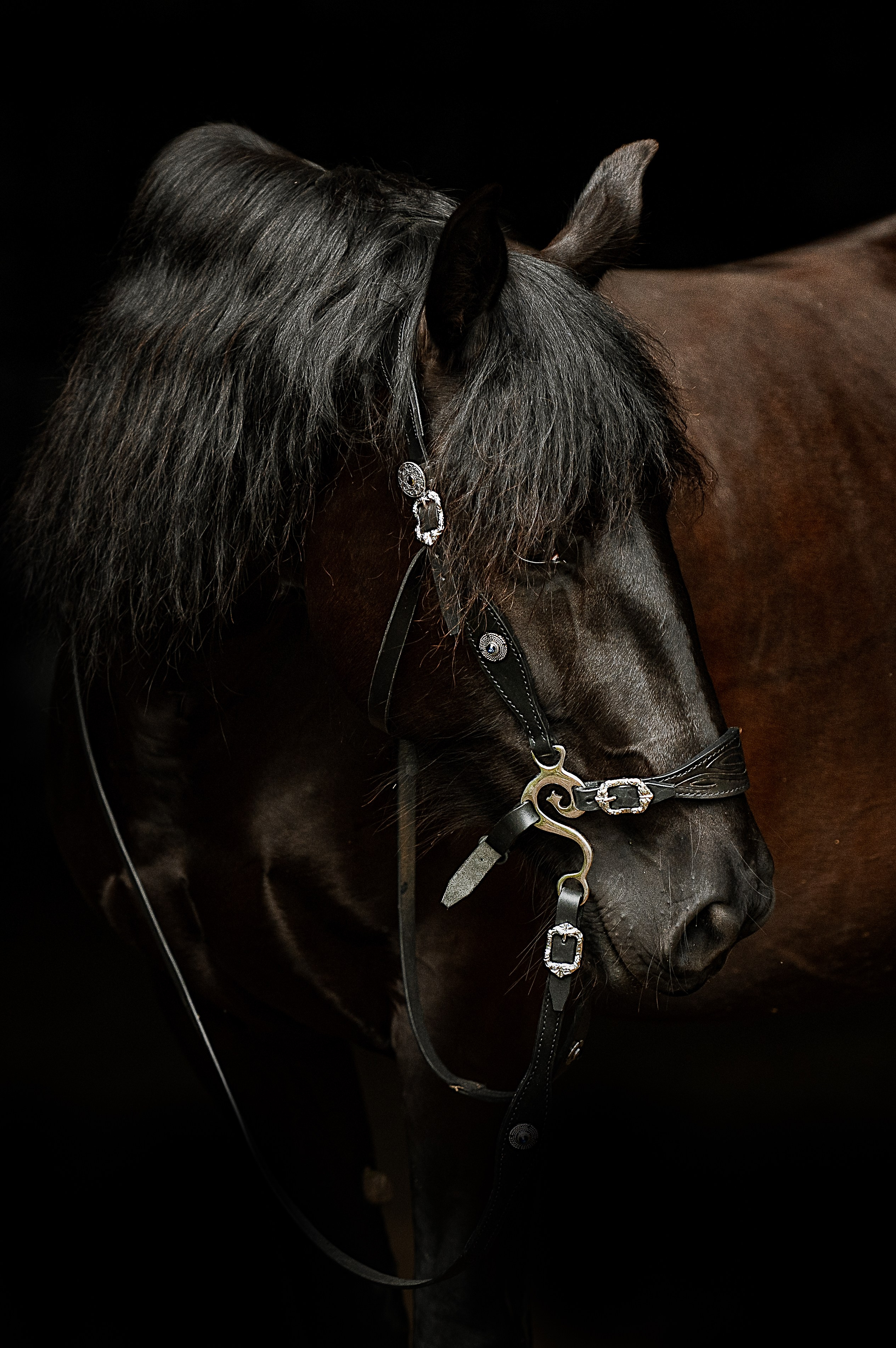 Мара. Фотограф-анималист