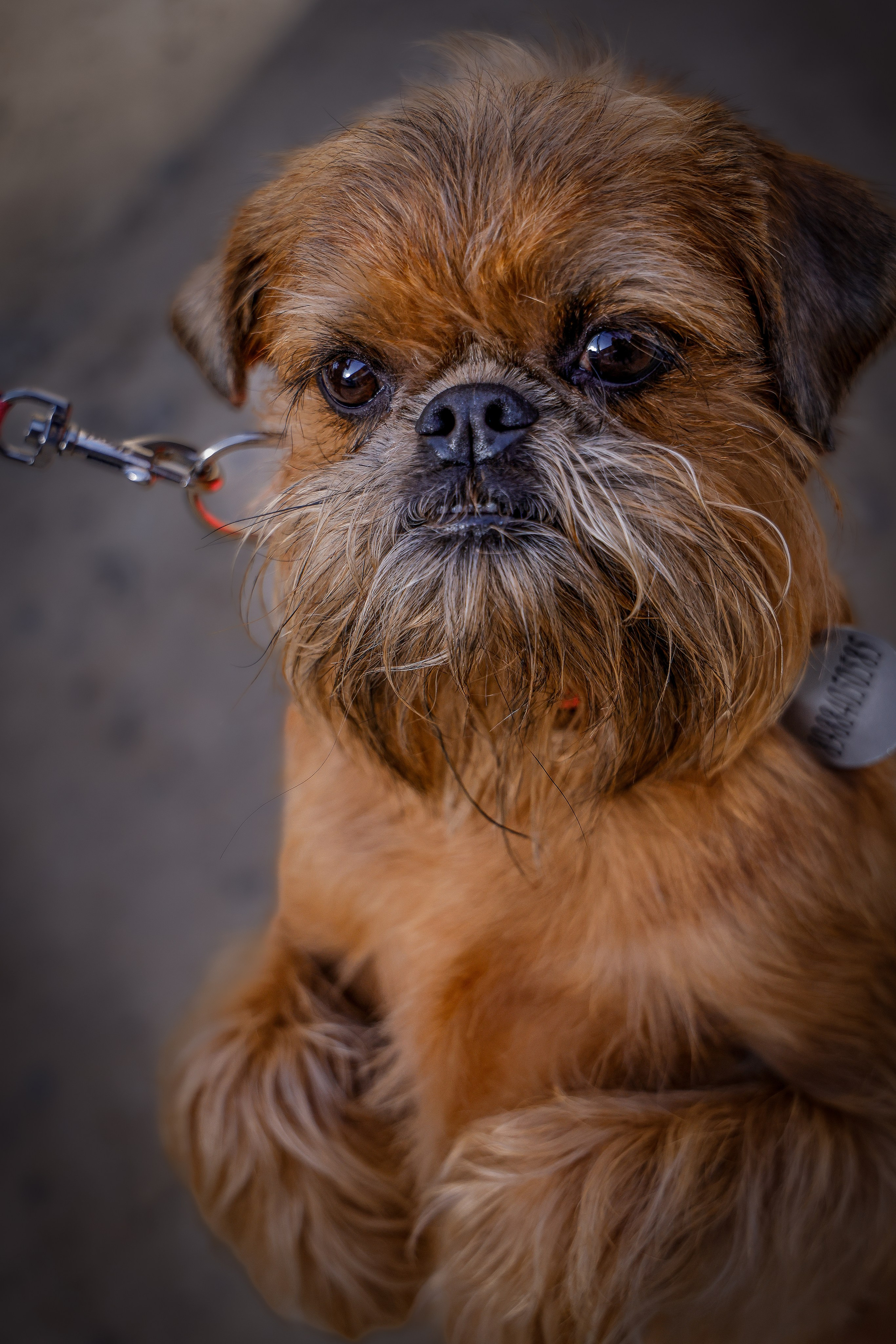 Собаки. Антонина Савельева Фотограф Ставрополь
