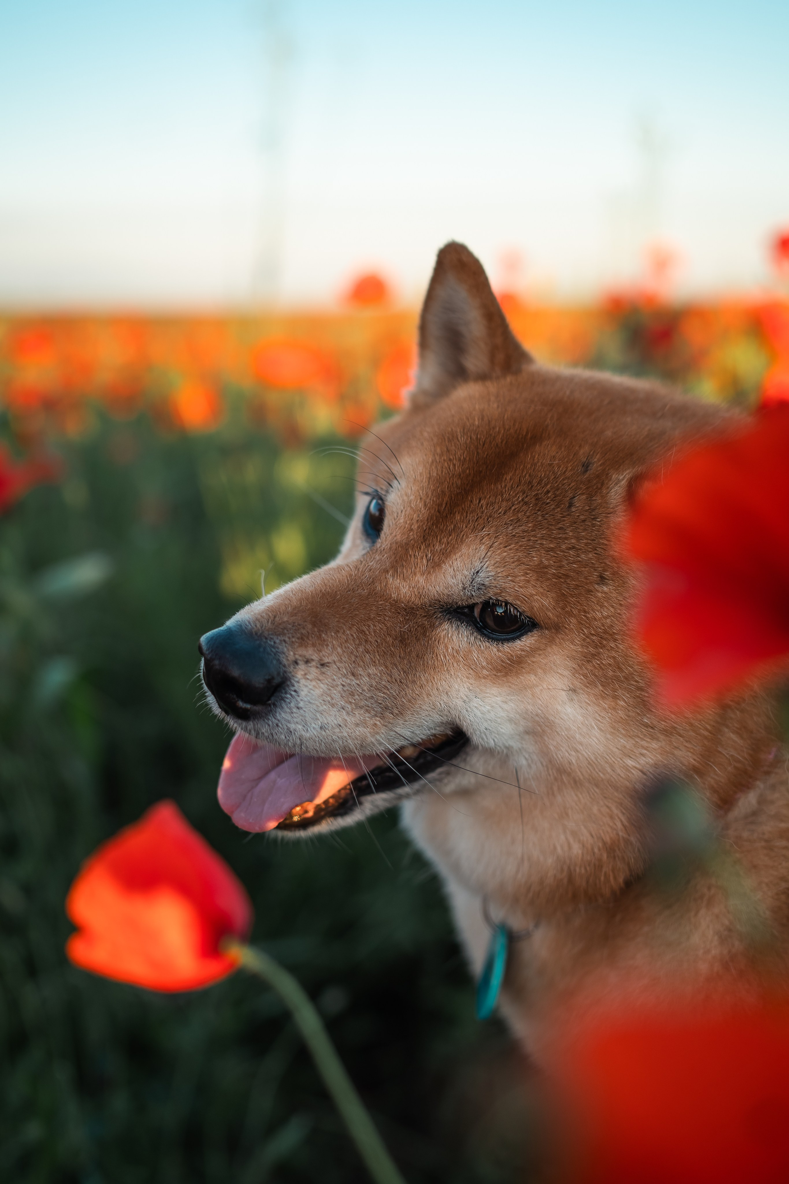Маковое поле. Фотограф анималист