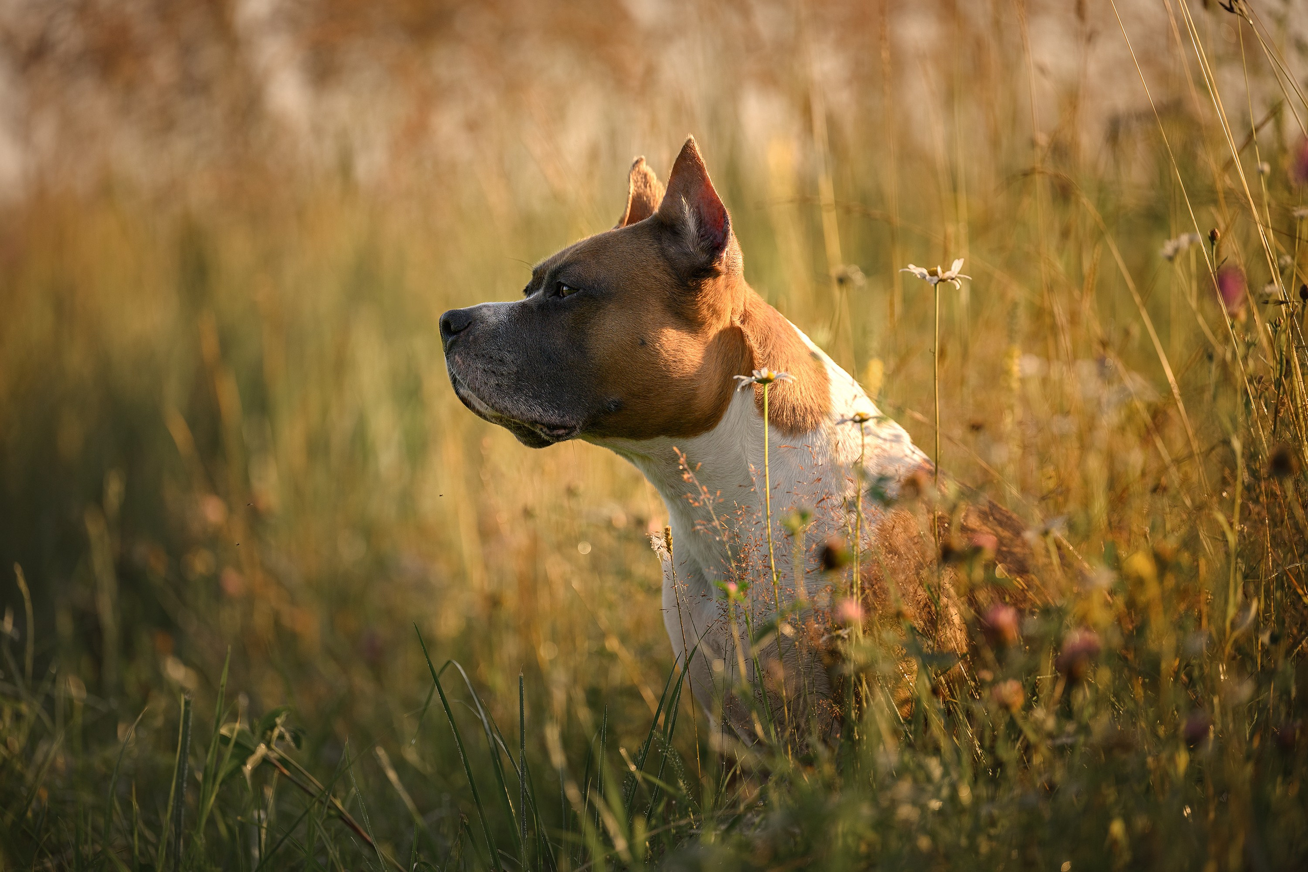 Моя прекрасная Ева. Фотограф — анималист Тигунова Мария г. Москва