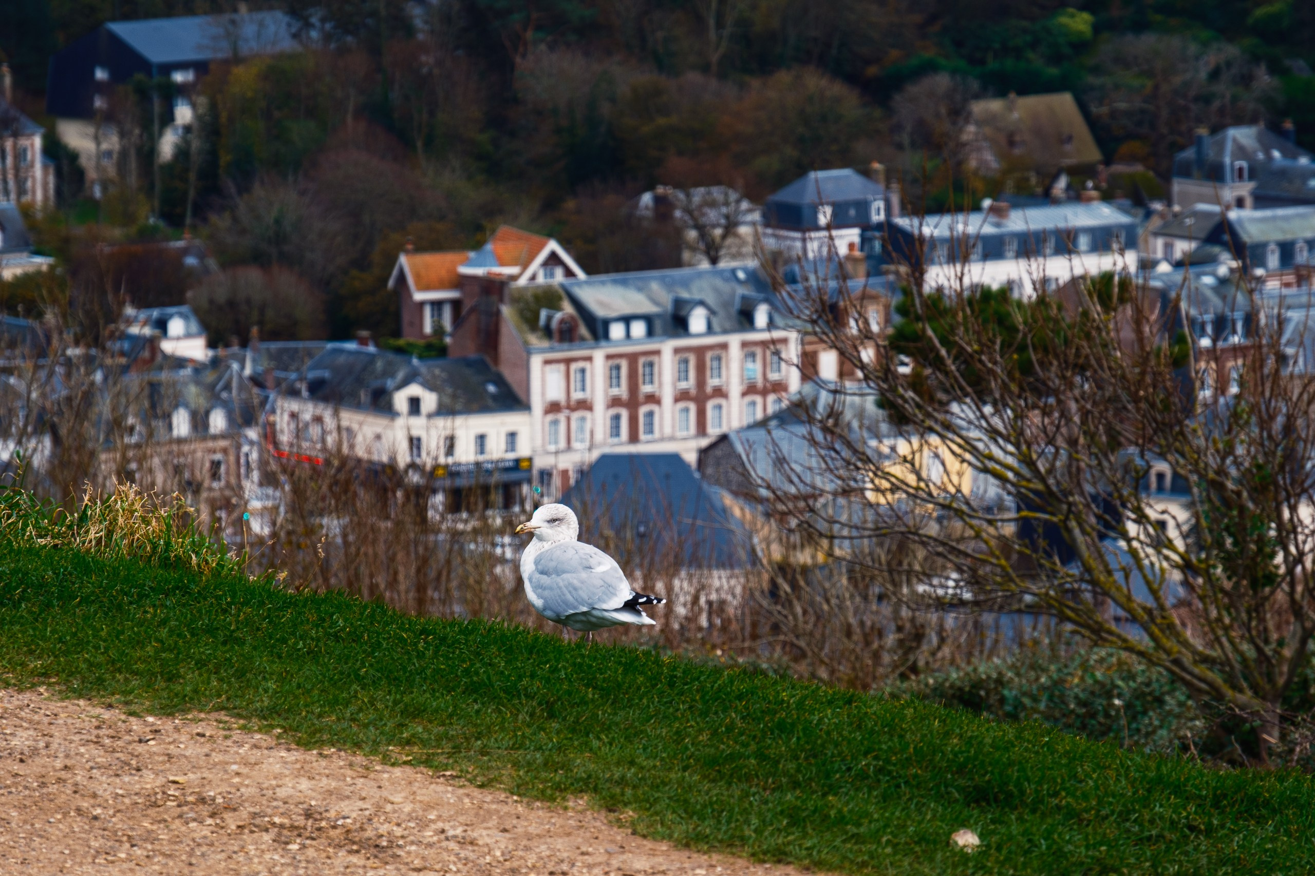 Европа (ноябрь 2025). Фотограф в Москве