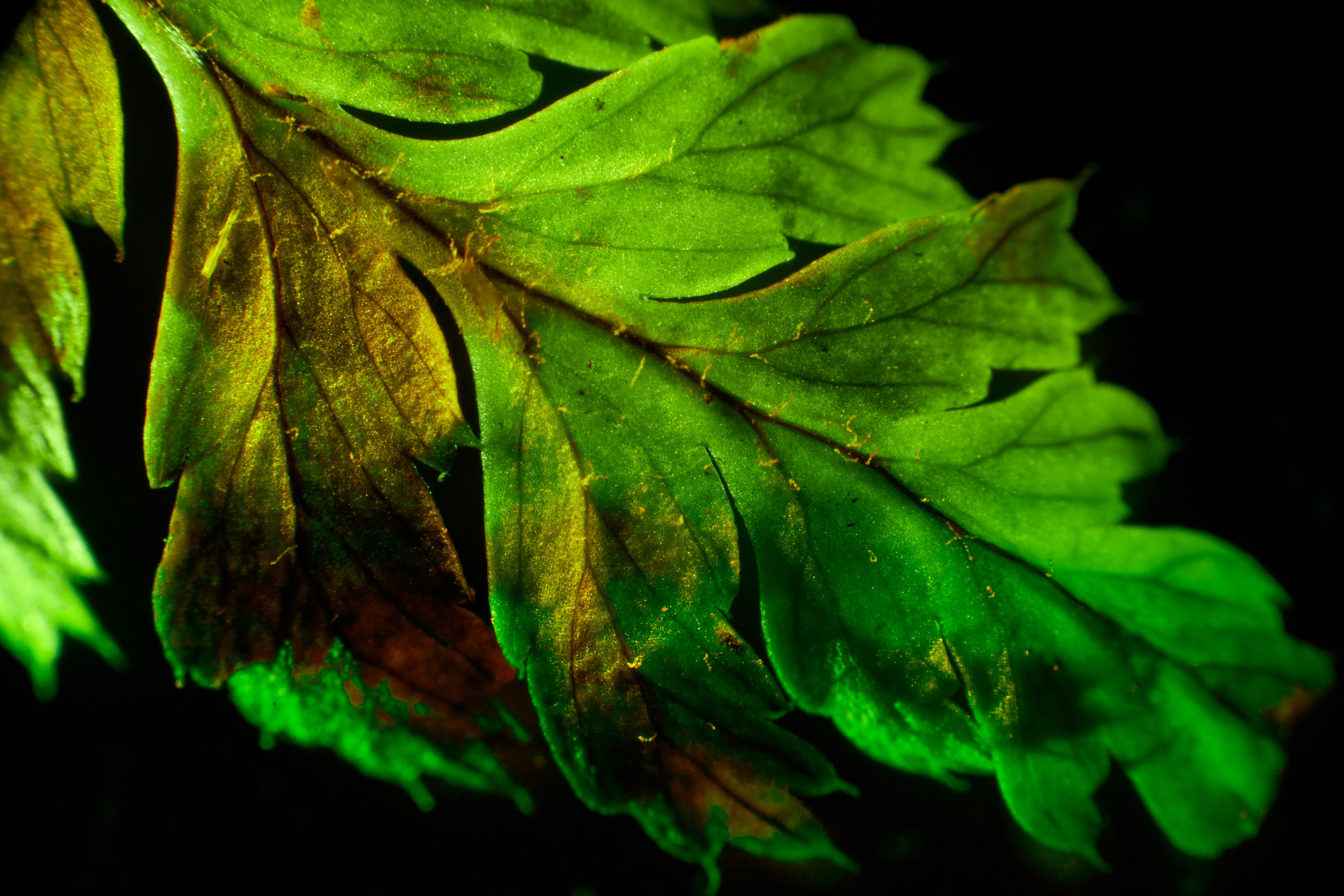 «Красок Тьма Полна». Арт-фотограф во Владивостоке Дмитрий Осипчук