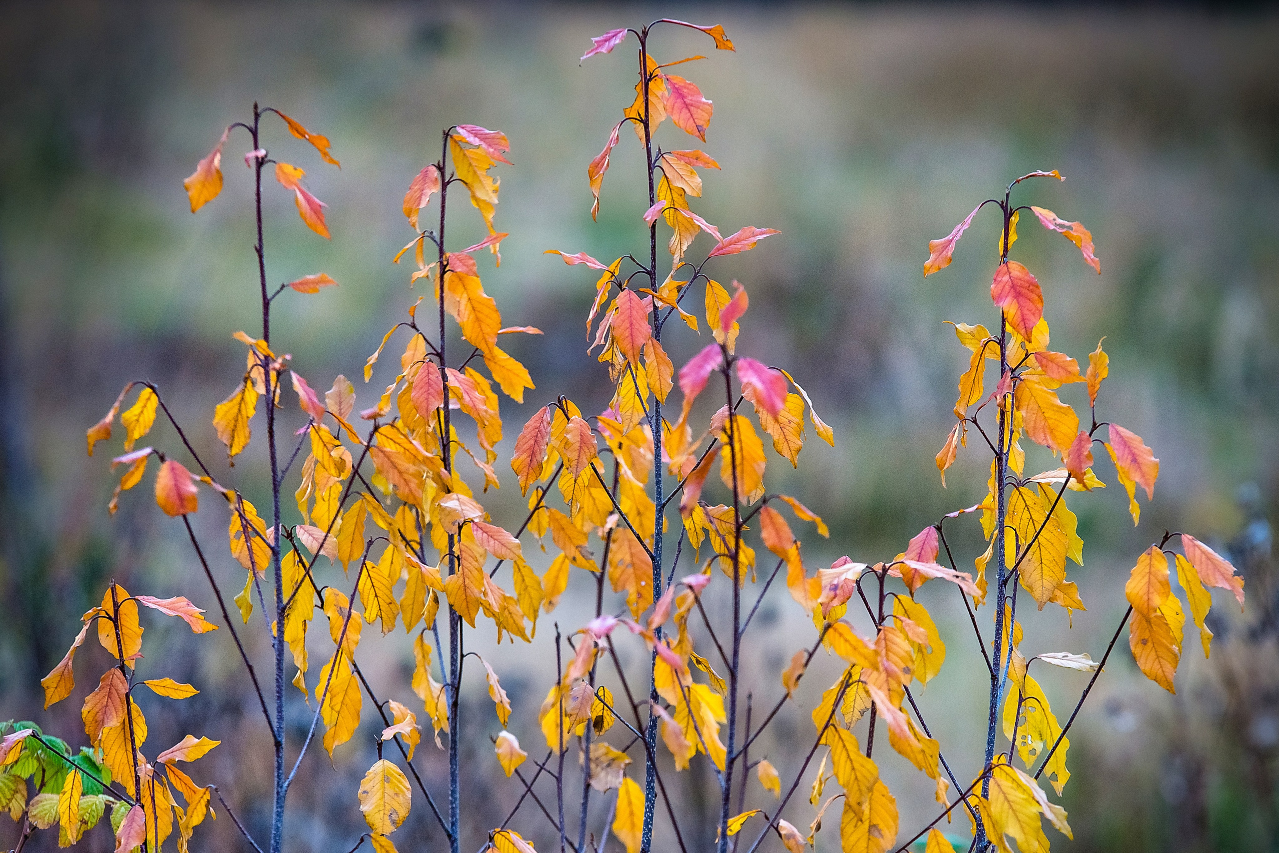Наша мать — природа. Фотограф Владимир Артамонов