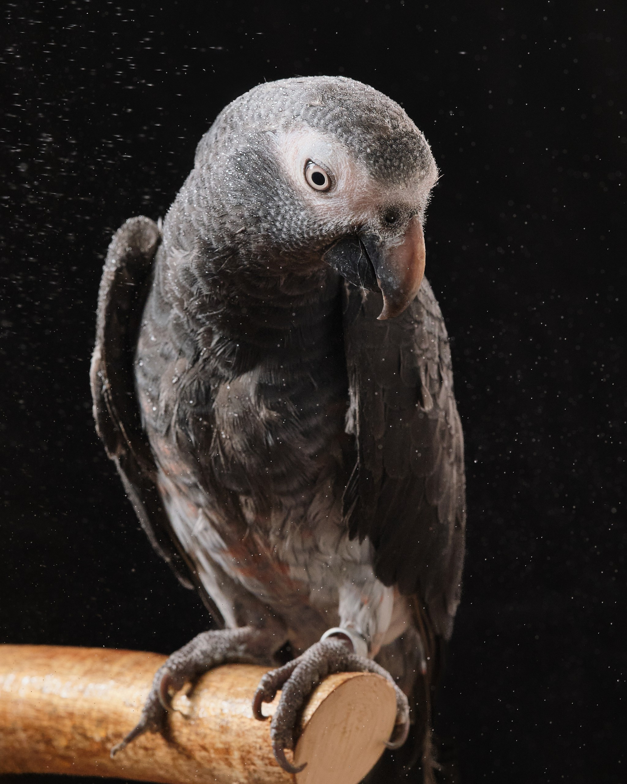 Фото с животными альбом. Фотограф в Москве — Галунина Кристина