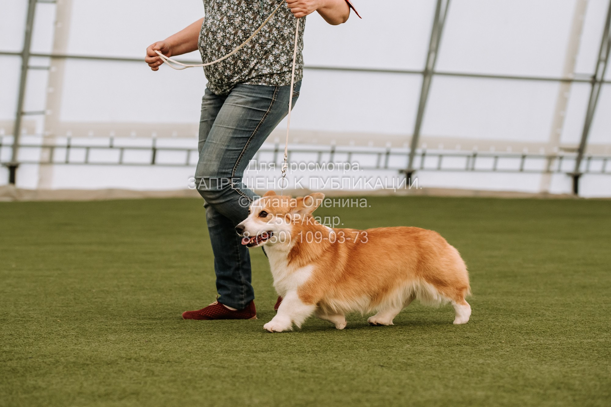 Выставка собак Красноярск 2.06. Фотограф Диана Оленина Красноярск / Братск
