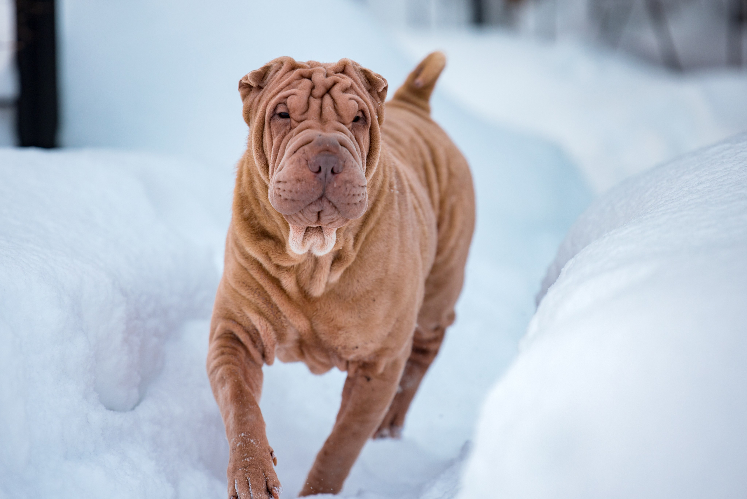 В гостях у шарпеев 16.01.2024. Фотограф-анималист Юлия Германика