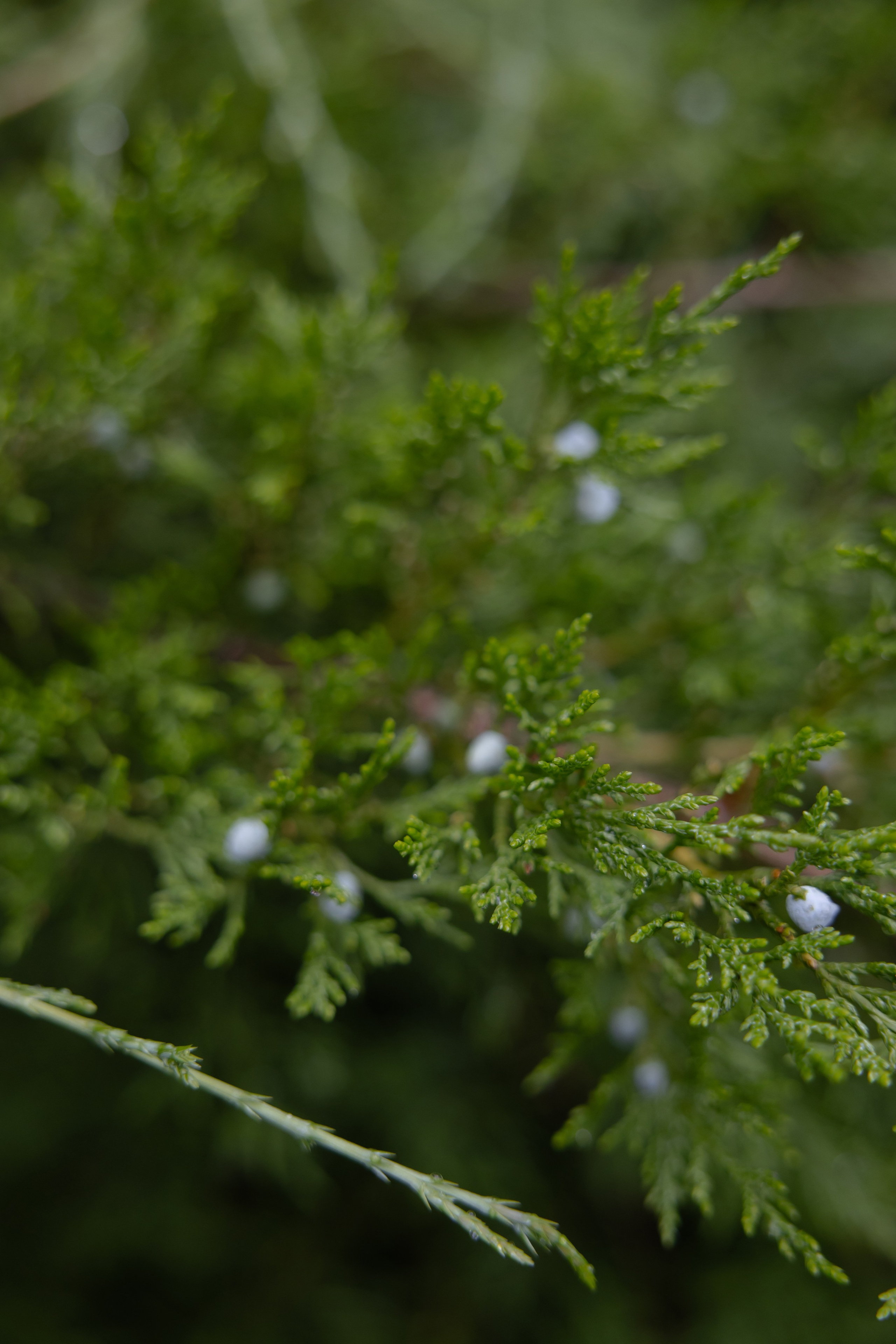 Илья и Евгения. Свадебный фотограф Анна Бабахина