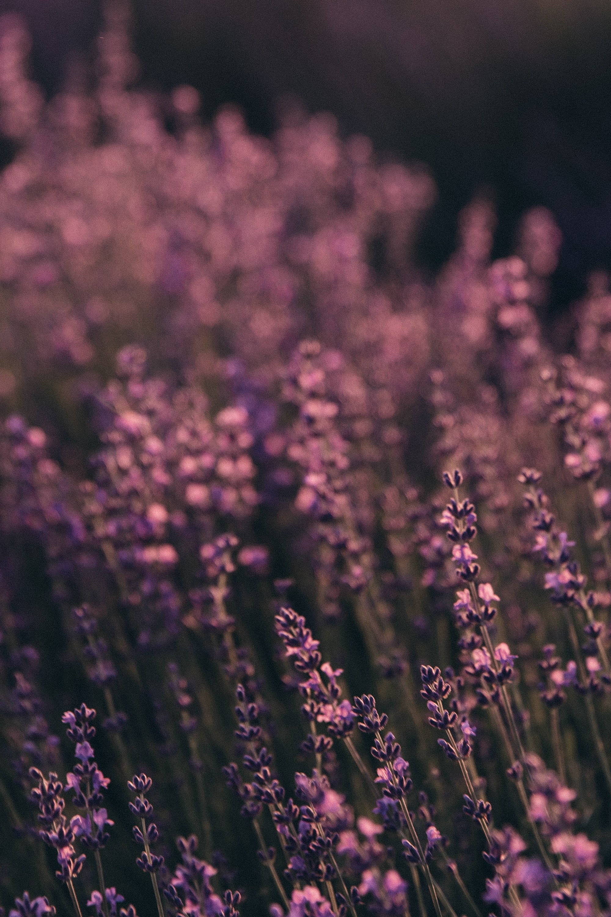 Фотосессия в лаванде Геленджик. Свадебный фотограф в Геленджике Мария Четверикова