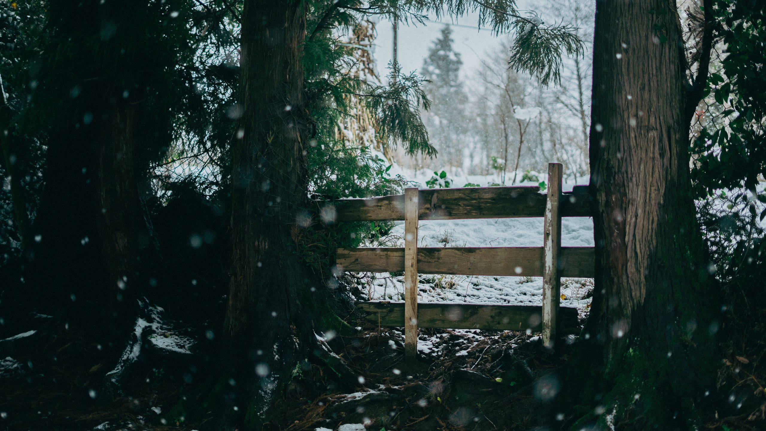 В погоне за снегом