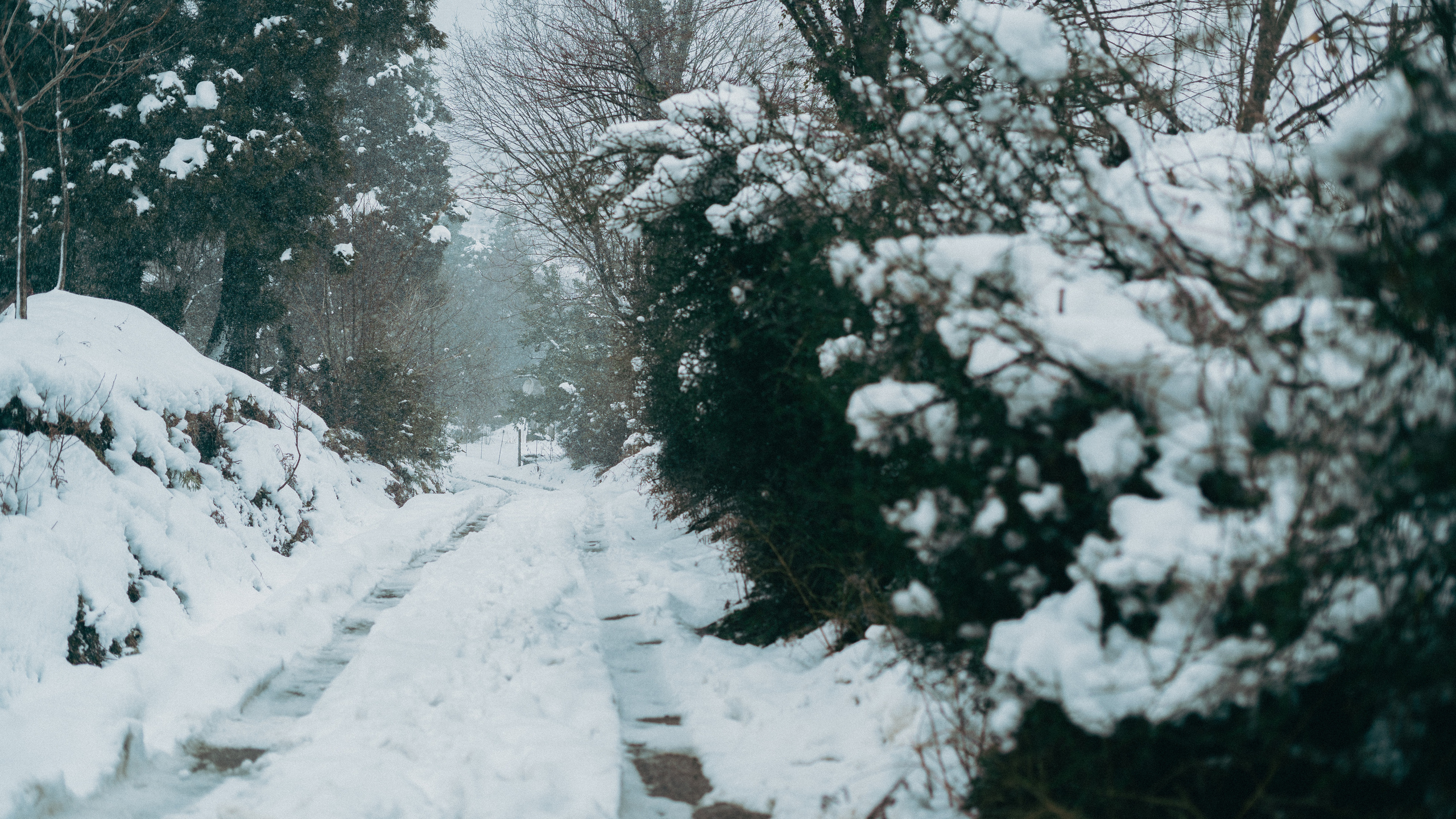 В погоне за снегом