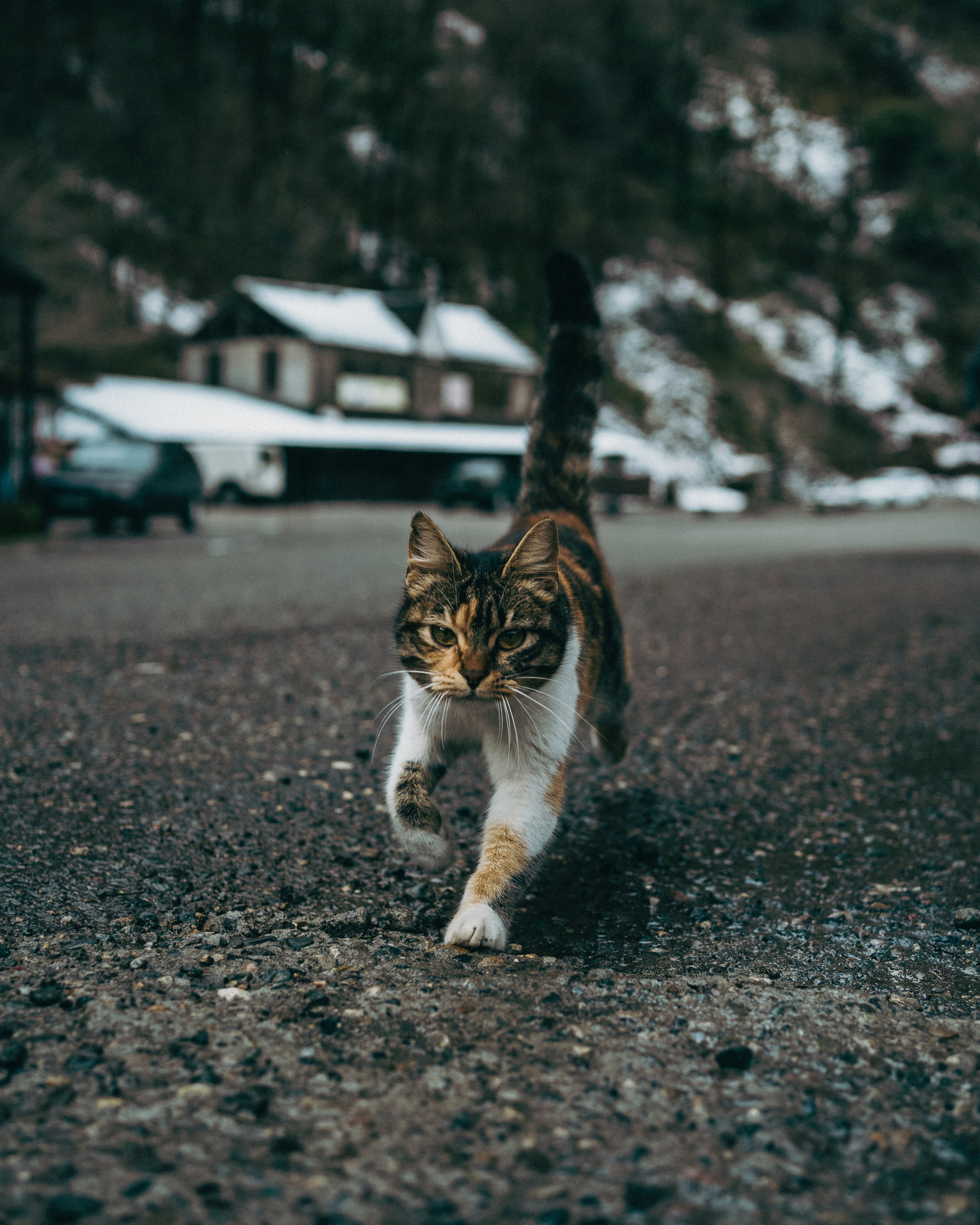 В погоне за снегом