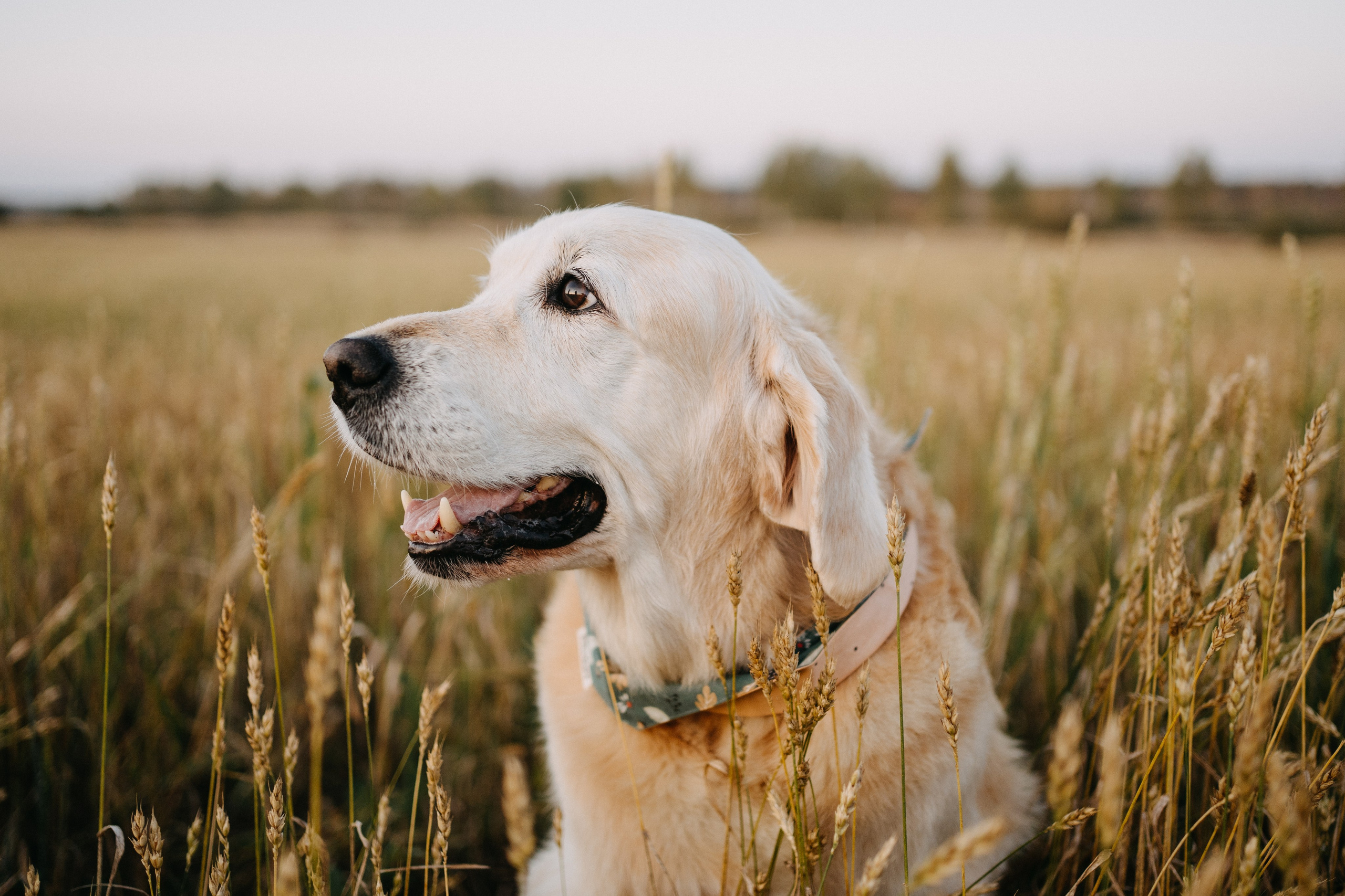 Дарья, Люба и Ред. Фотограф-анималист Анастасия Большакова