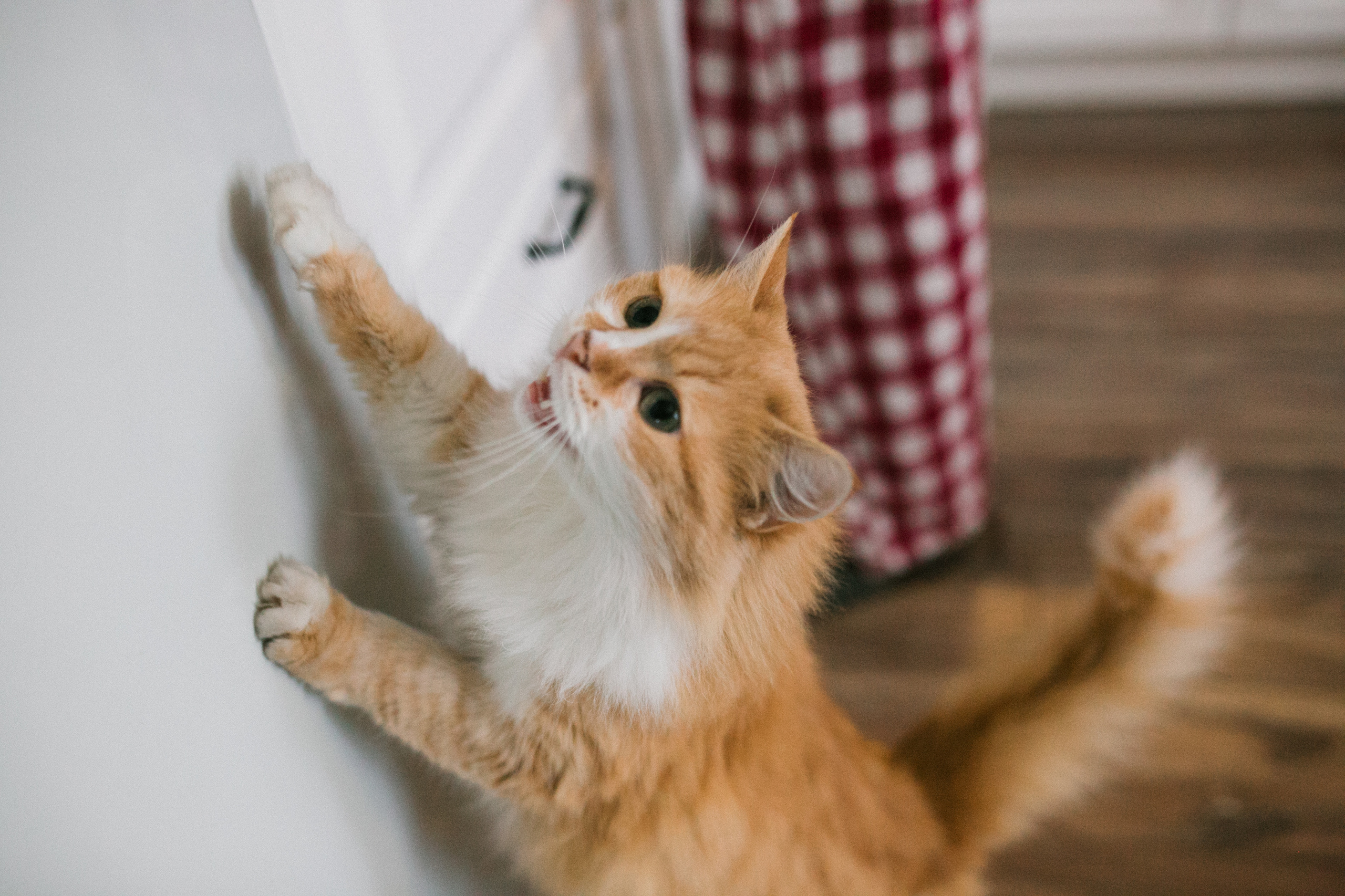 Антон, Тоня и Варя. Главная