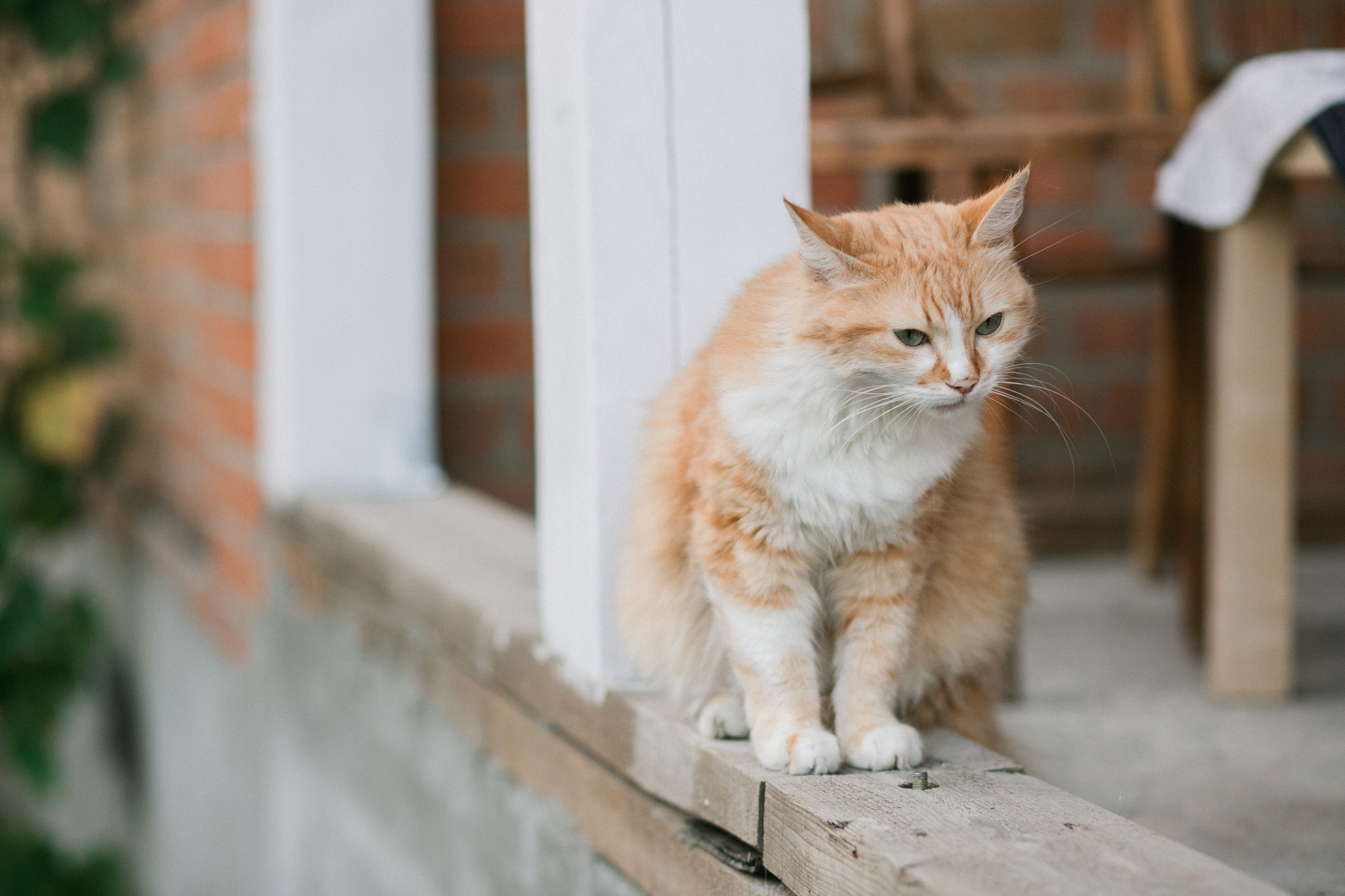 Антон и Тоня. Главная