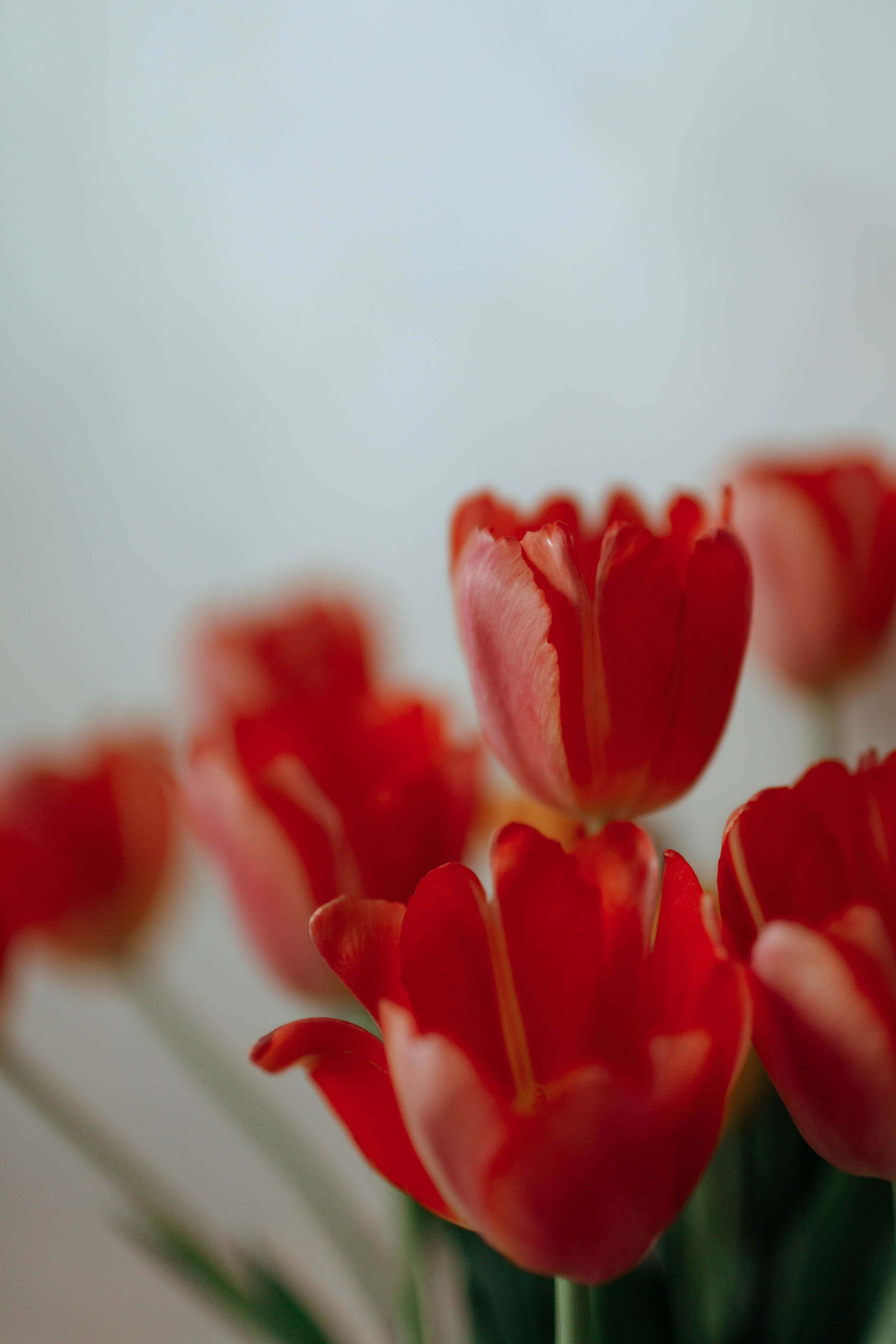 Tulips. Фотограф и видеограф Мария Банщикова, Солнечногорск, Москва