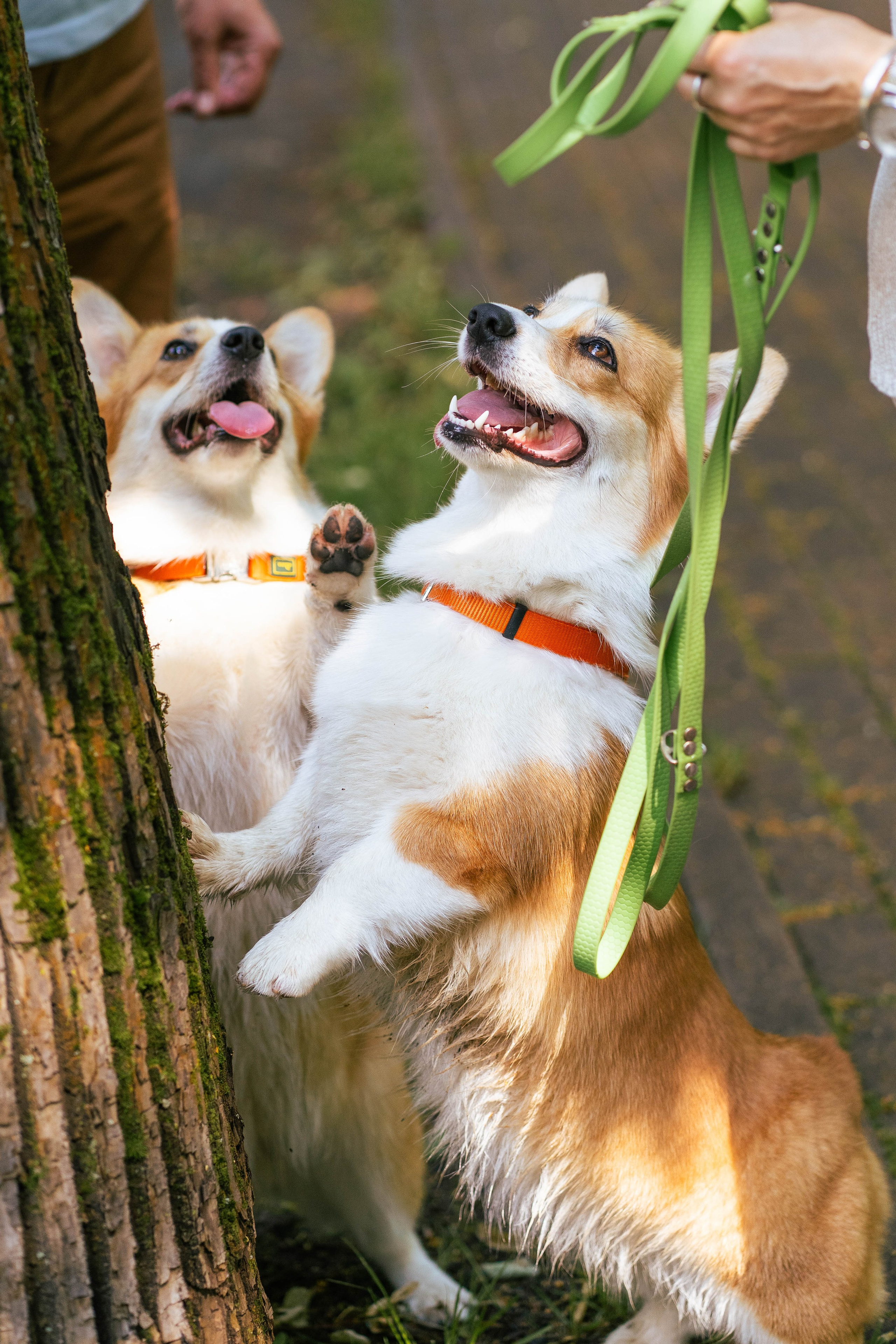 Ольга и коржики. Свадебный фотограф в Москве Анна Полушина
