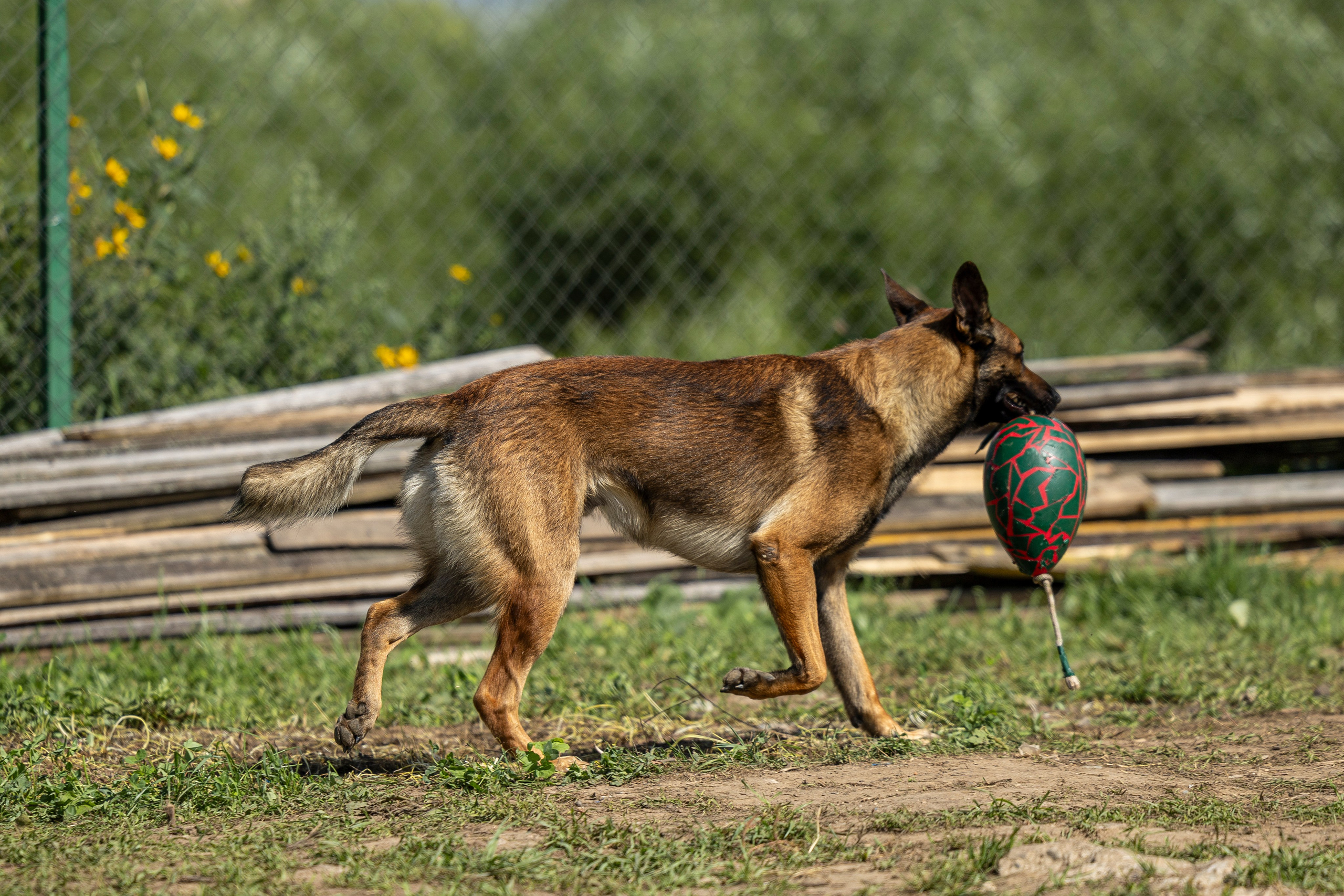 Соревнования по Мондьорингу г. Вологда 10-11.08.2024. Фотограф-анималист Анна Маринич