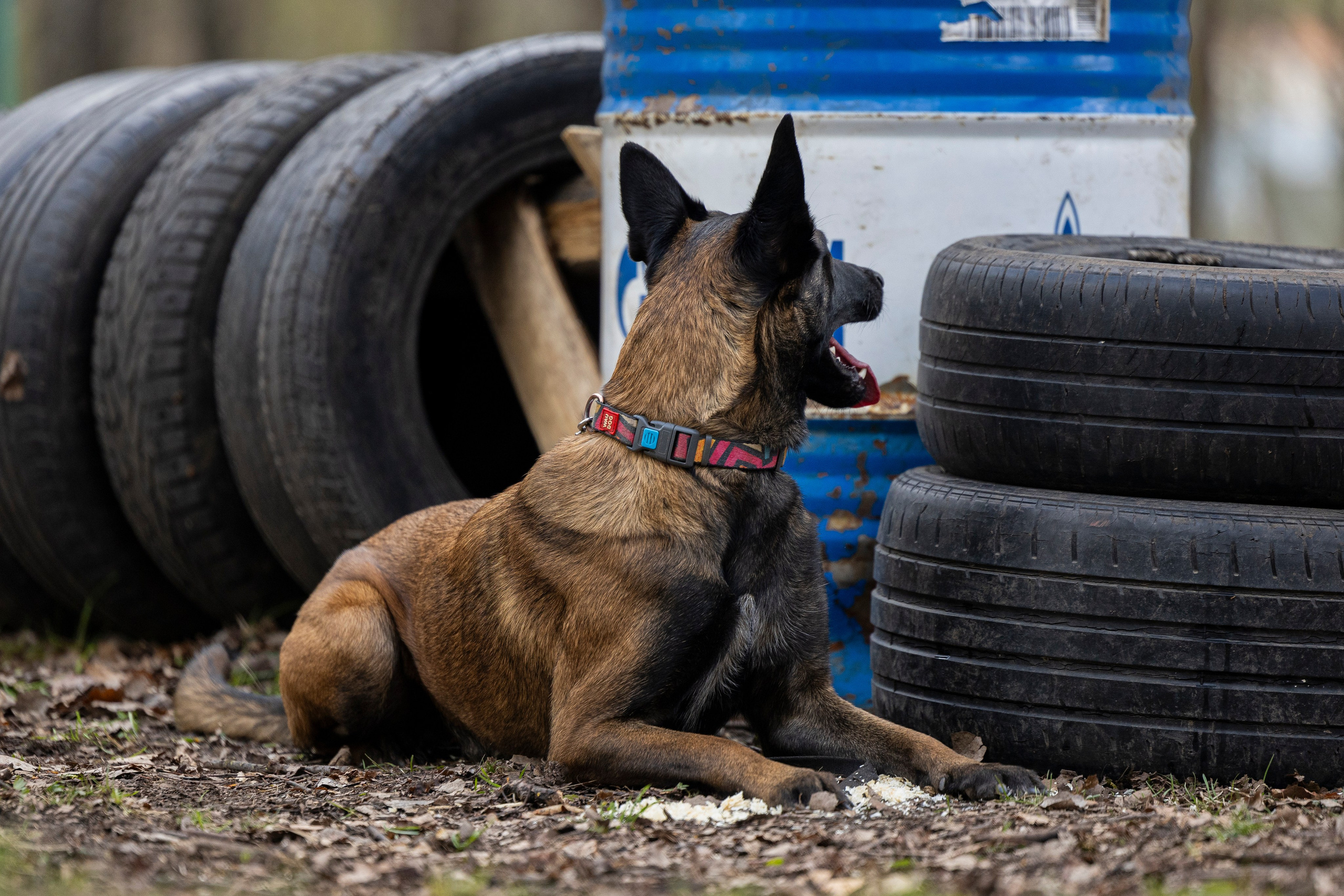 Квалификационные состязания по мондьорингу г. Вологда 11.05.24. Фотограф-анималист Анна Маринич