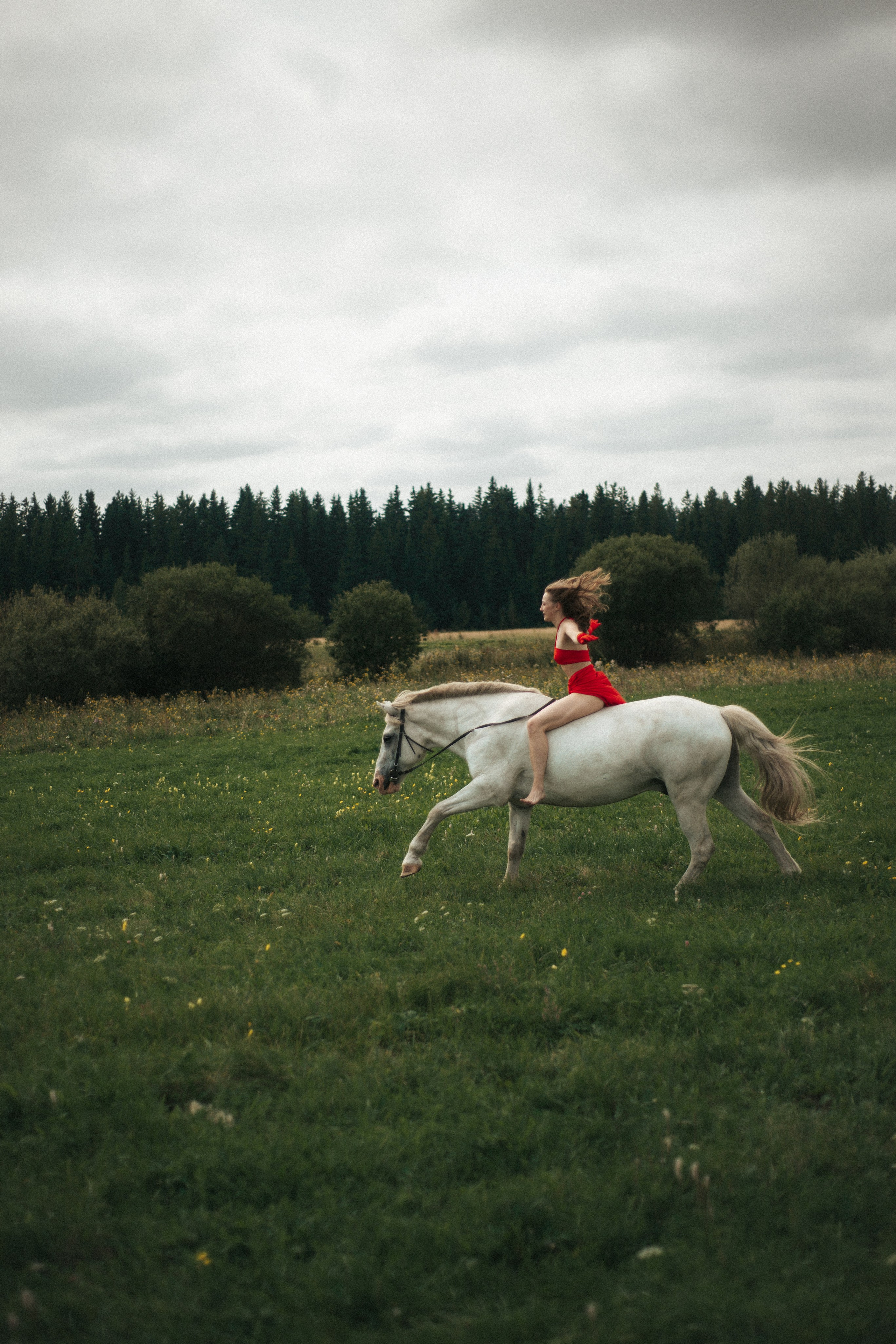 Horse. Фотограф