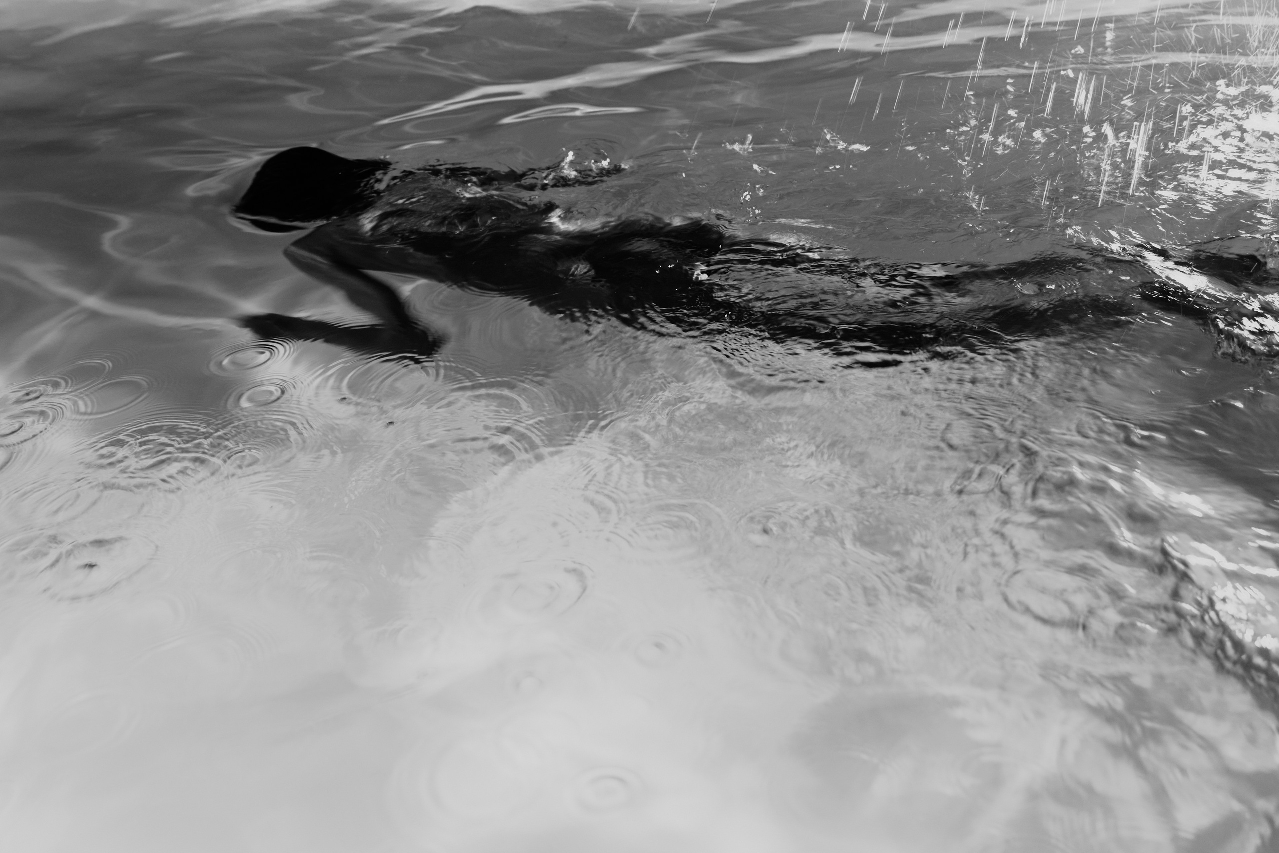 Mermaids. Z H U R A V L E V