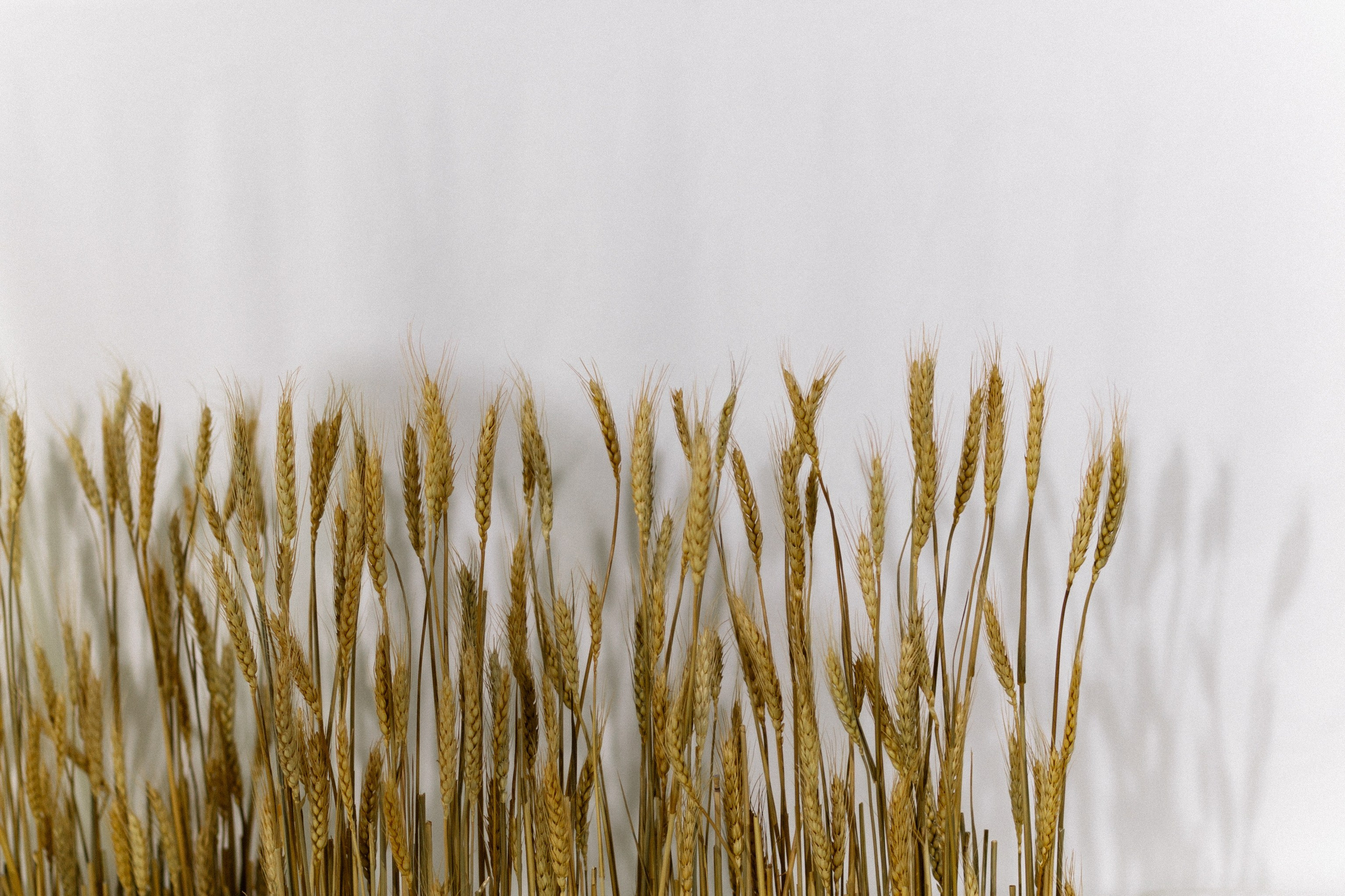 Макс и Настя. Ланемец Юлия — фотограф Волгоград/Волжский