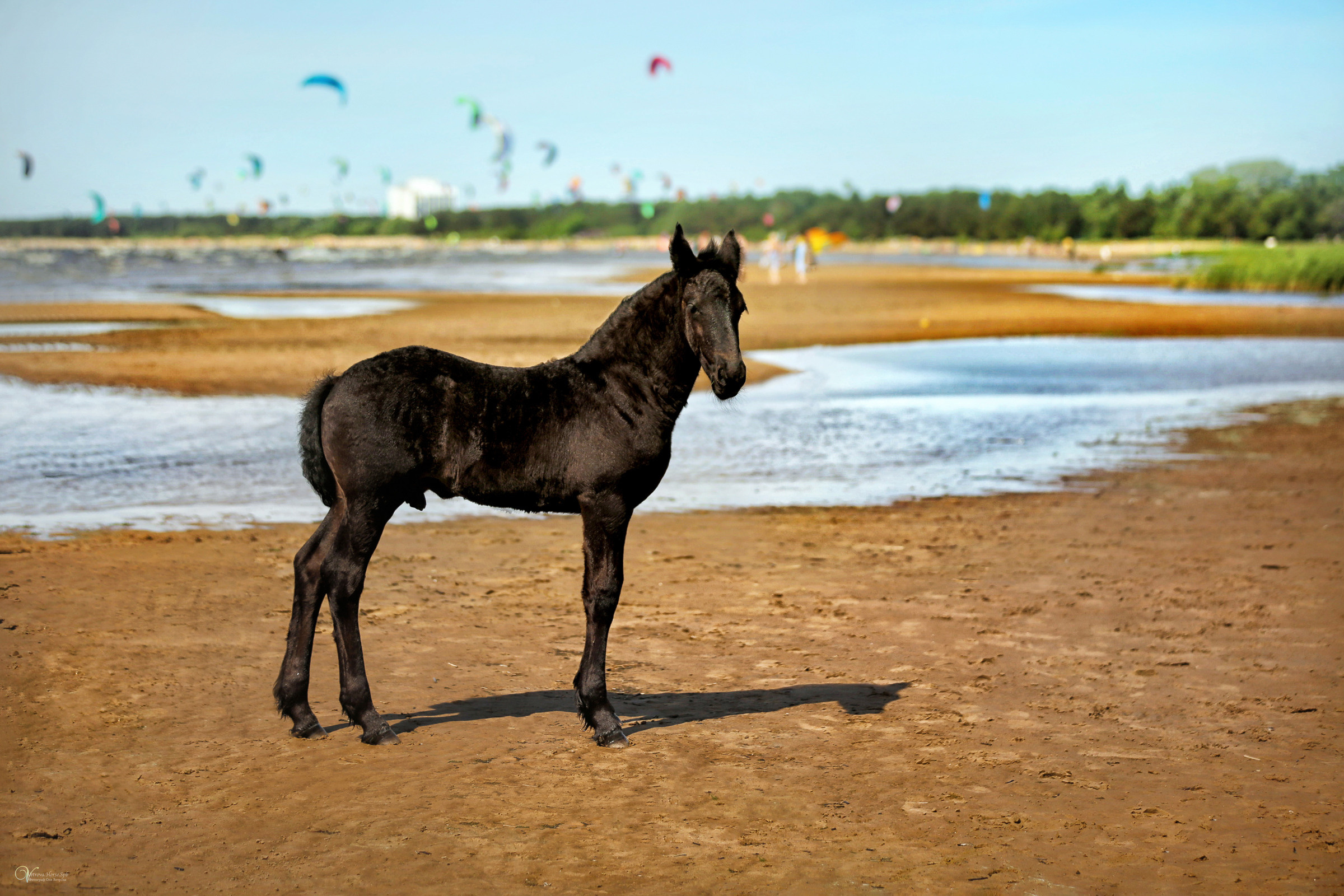 Персей_Маленький фризик. Фотограф женский и мужской портрет Санкт-Петербург