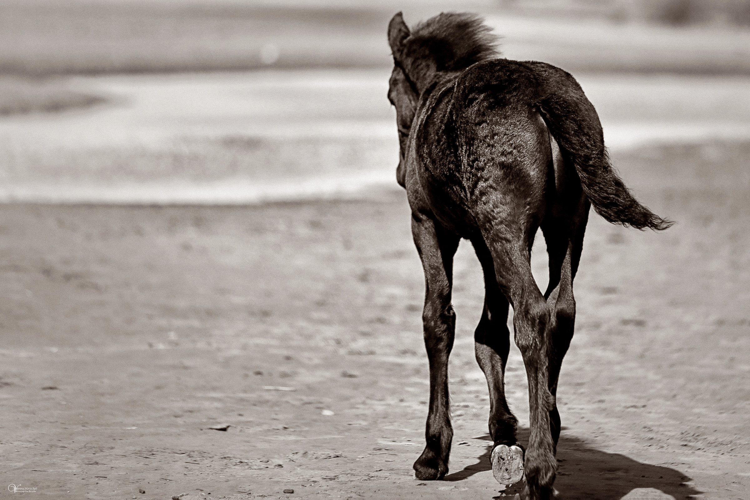 Персей_Маленький фризик. Фотограф женский и мужской портрет Санкт-Петербург