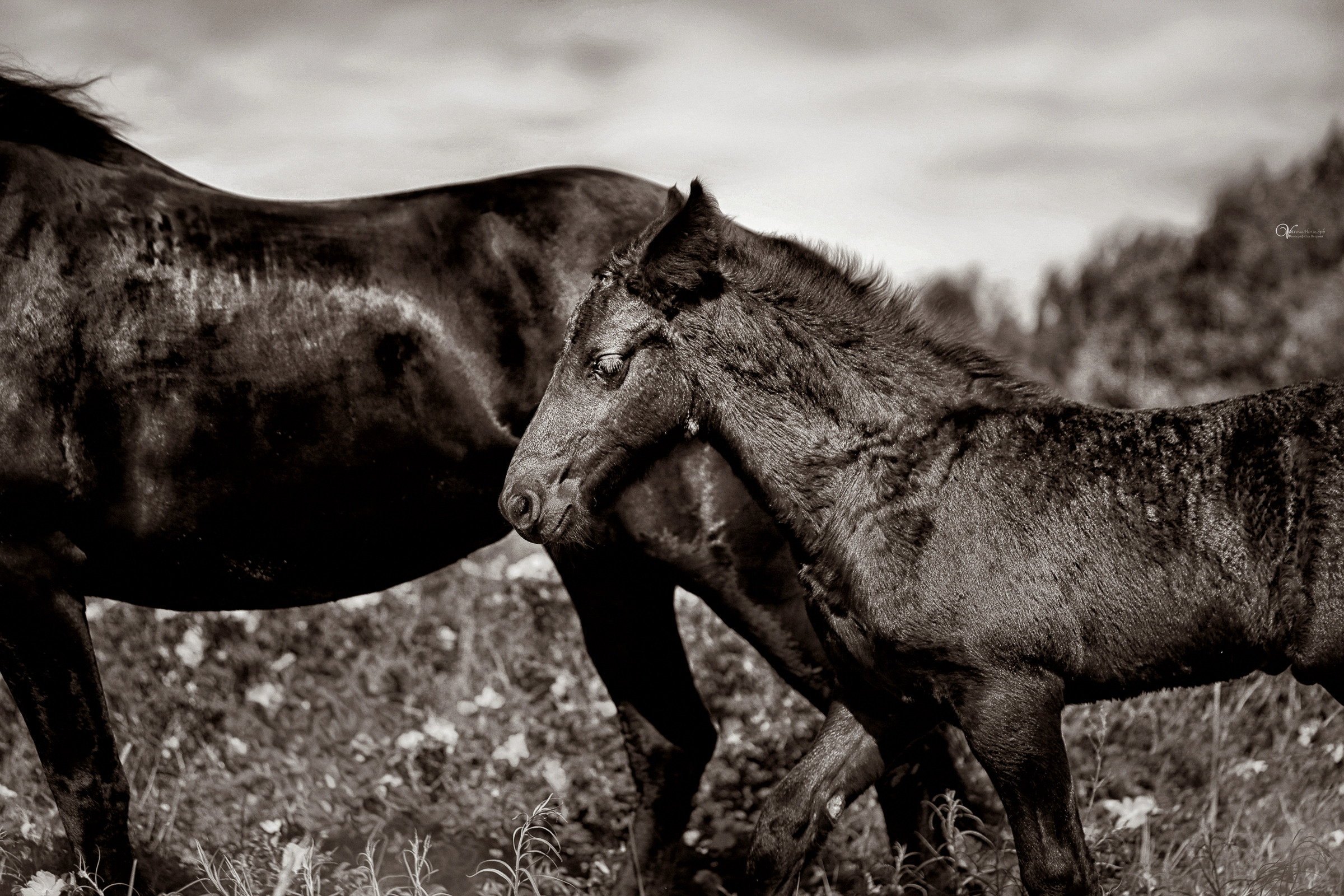 Персей_Маленький фризик. Фотограф женский и мужской портрет Санкт-Петербург