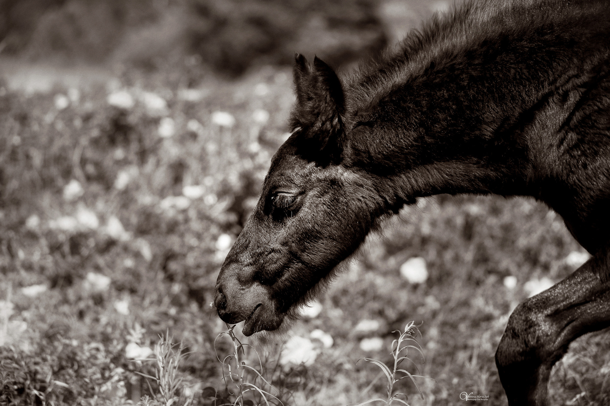 Персей_Маленький фризик. Фотограф женский и мужской портрет Санкт-Петербург