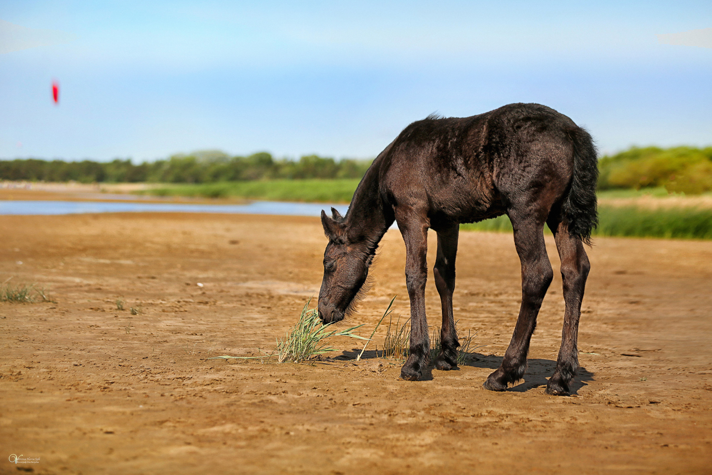 Персей_Маленький фризик. Фотограф женский и мужской портрет Санкт-Петербург