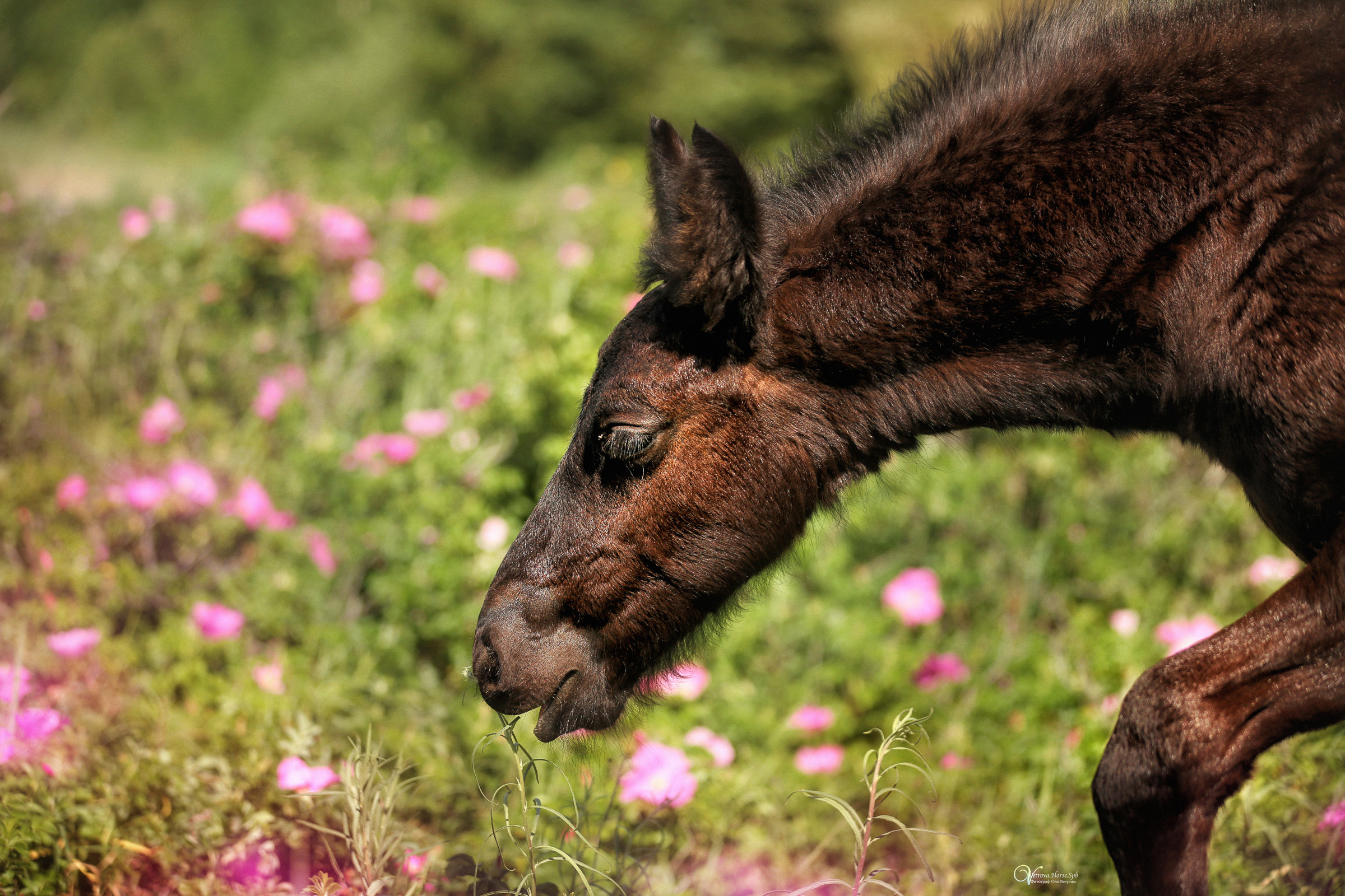 Персей_Маленький фризик. Фотограф женский и мужской портрет Санкт-Петербург