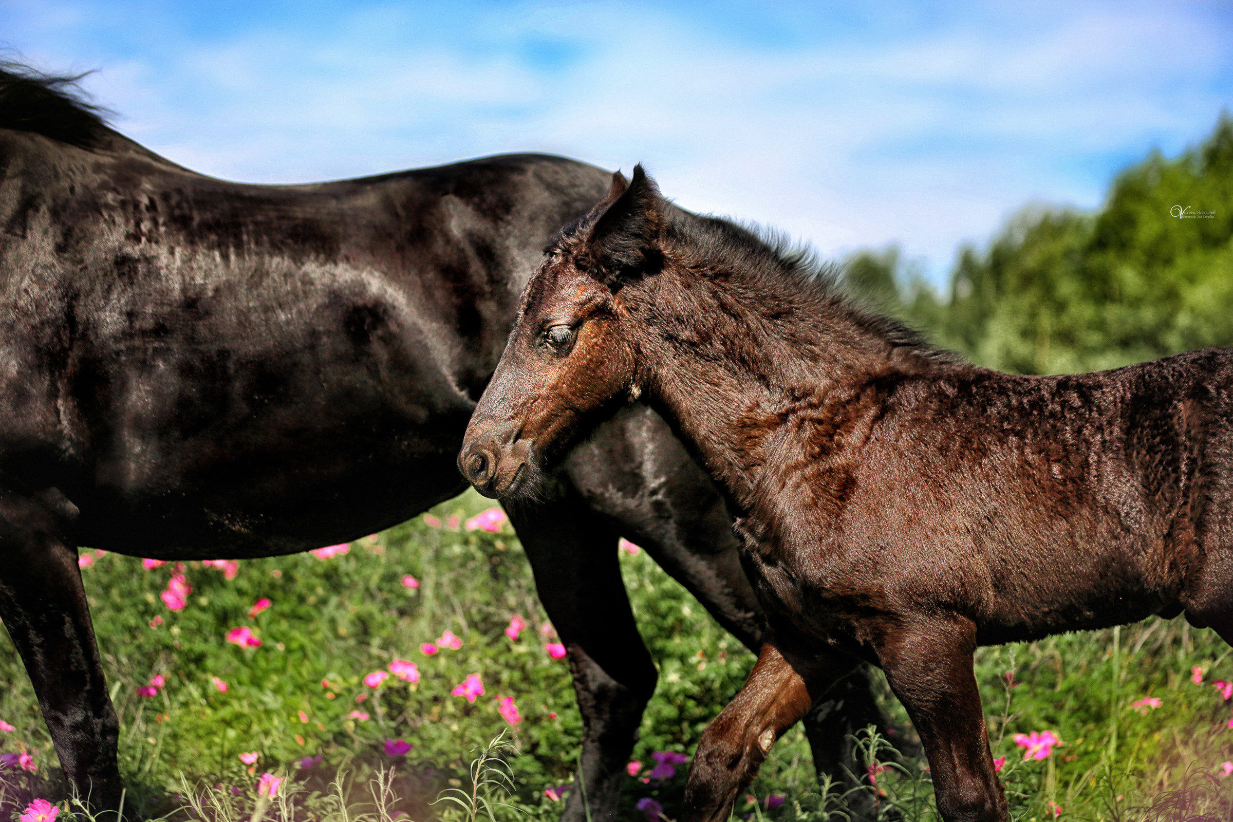 Персей_Маленький фризик. Фотограф женский и мужской портрет Санкт-Петербург