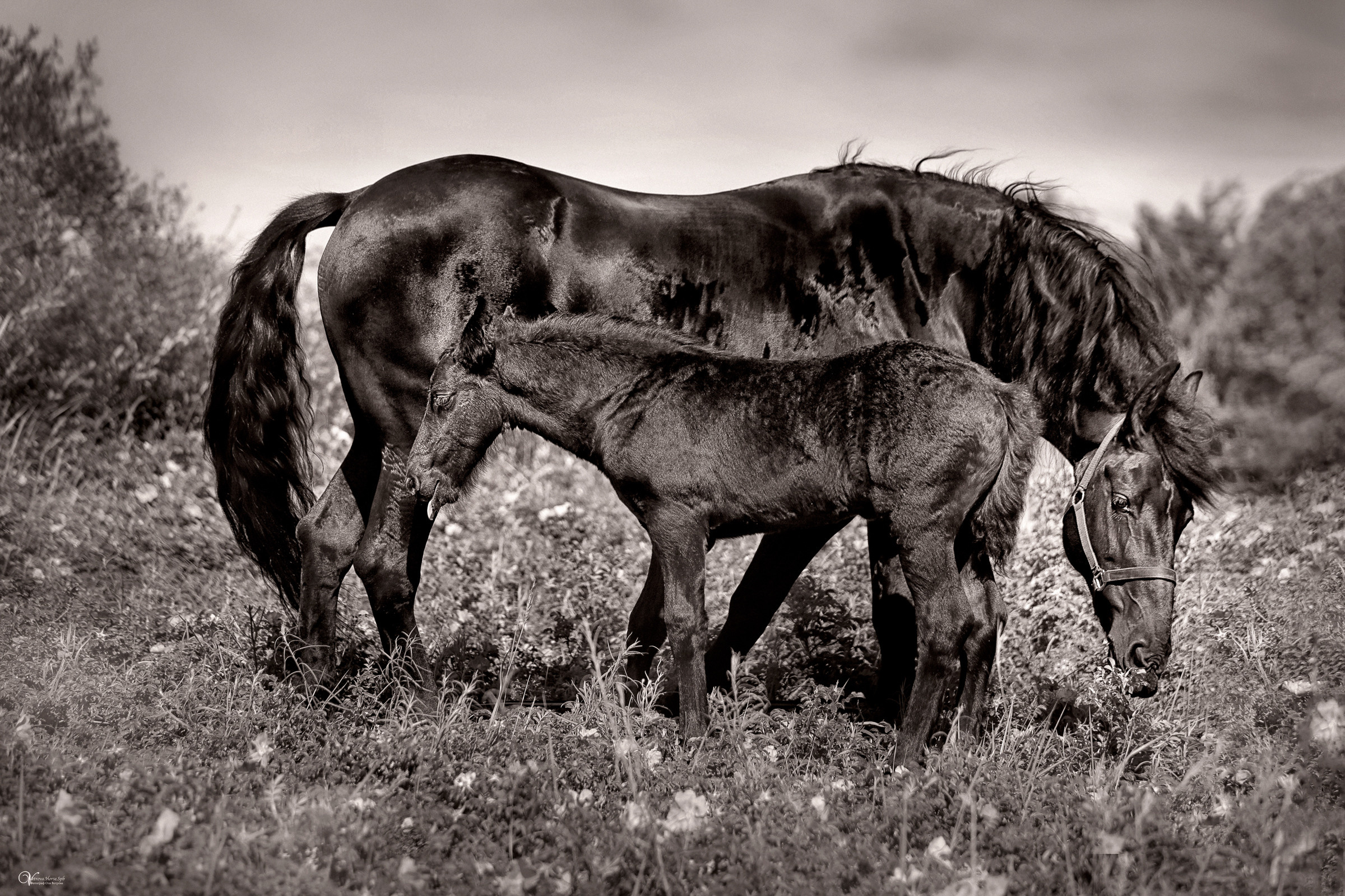 Персей_Маленький фризик. Фотограф женский и мужской портрет Санкт-Петербург