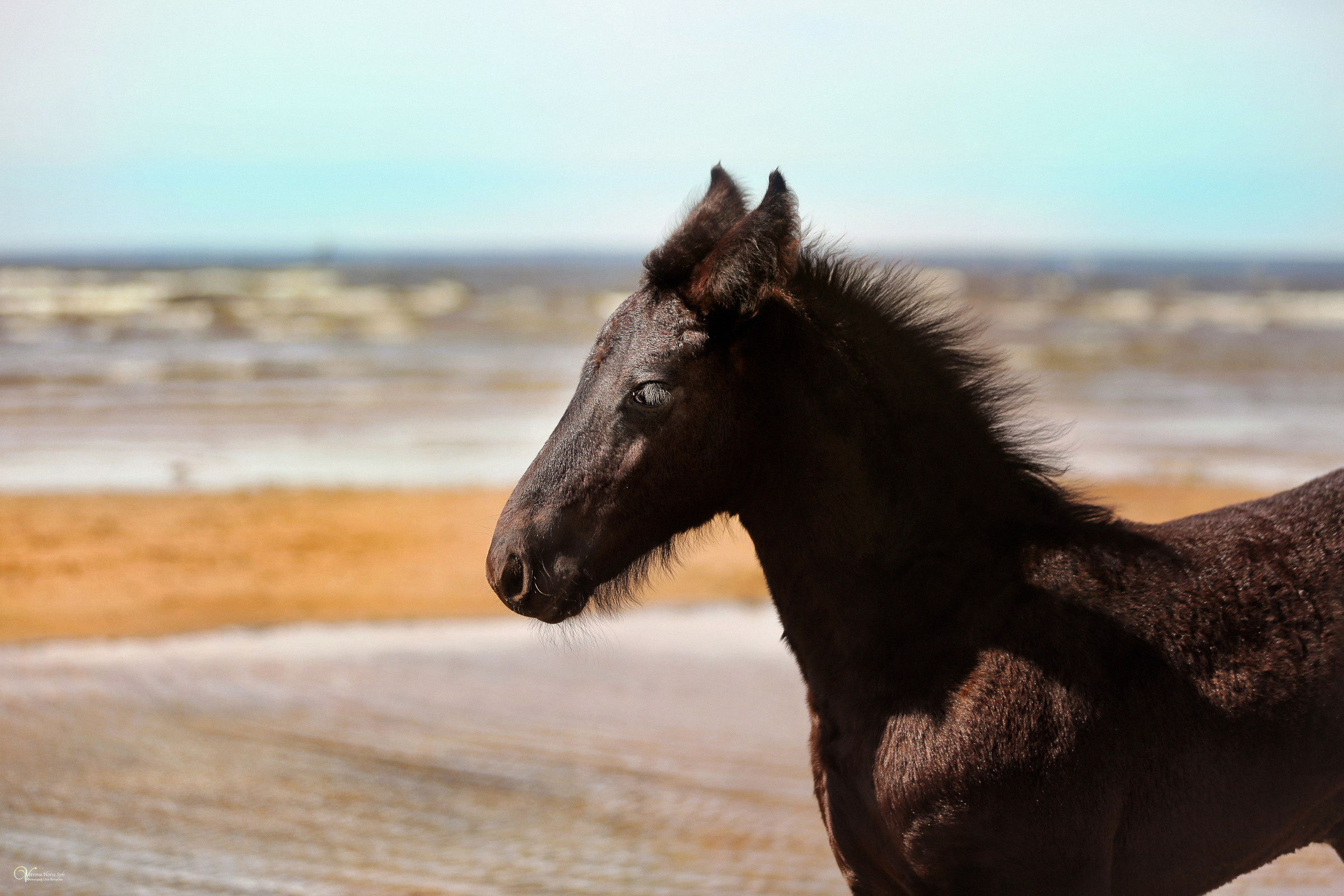 Персей_Маленький фризик. Фотограф женский и мужской портрет Санкт-Петербург