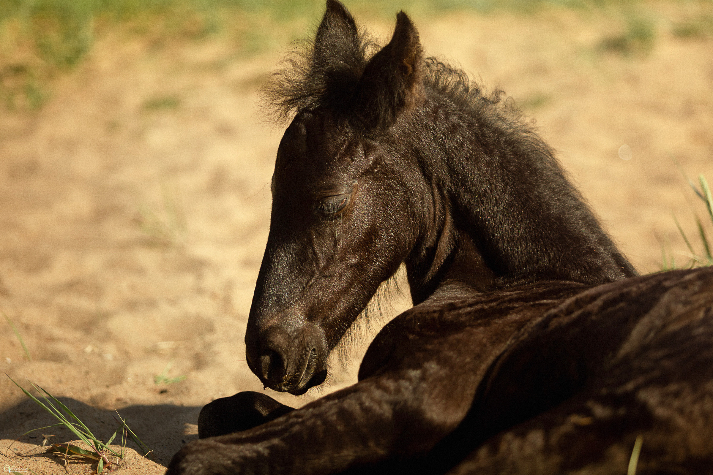 Первая фотосессия (3 недельки). Фотограф женский и мужской портрет Санкт-Петербург